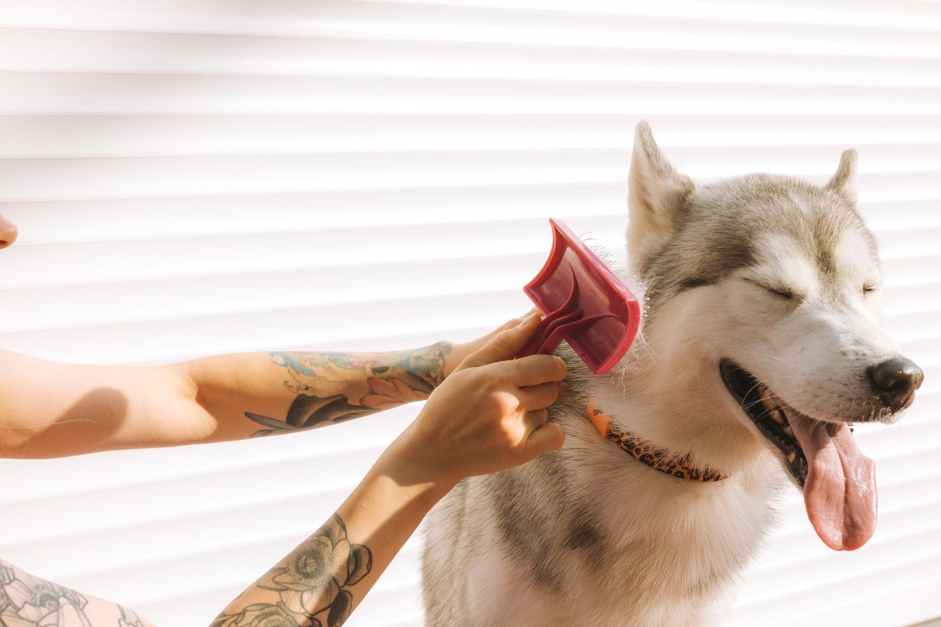 5 Simple Steps To Moving Your Pets to a New State Hassle-Free