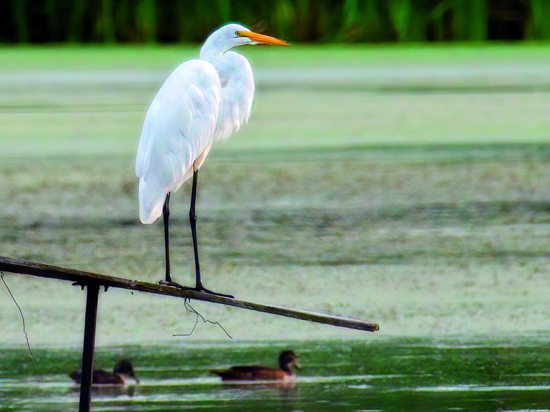 Un oiseau blanc se tient sur un bâton dans l'eau.