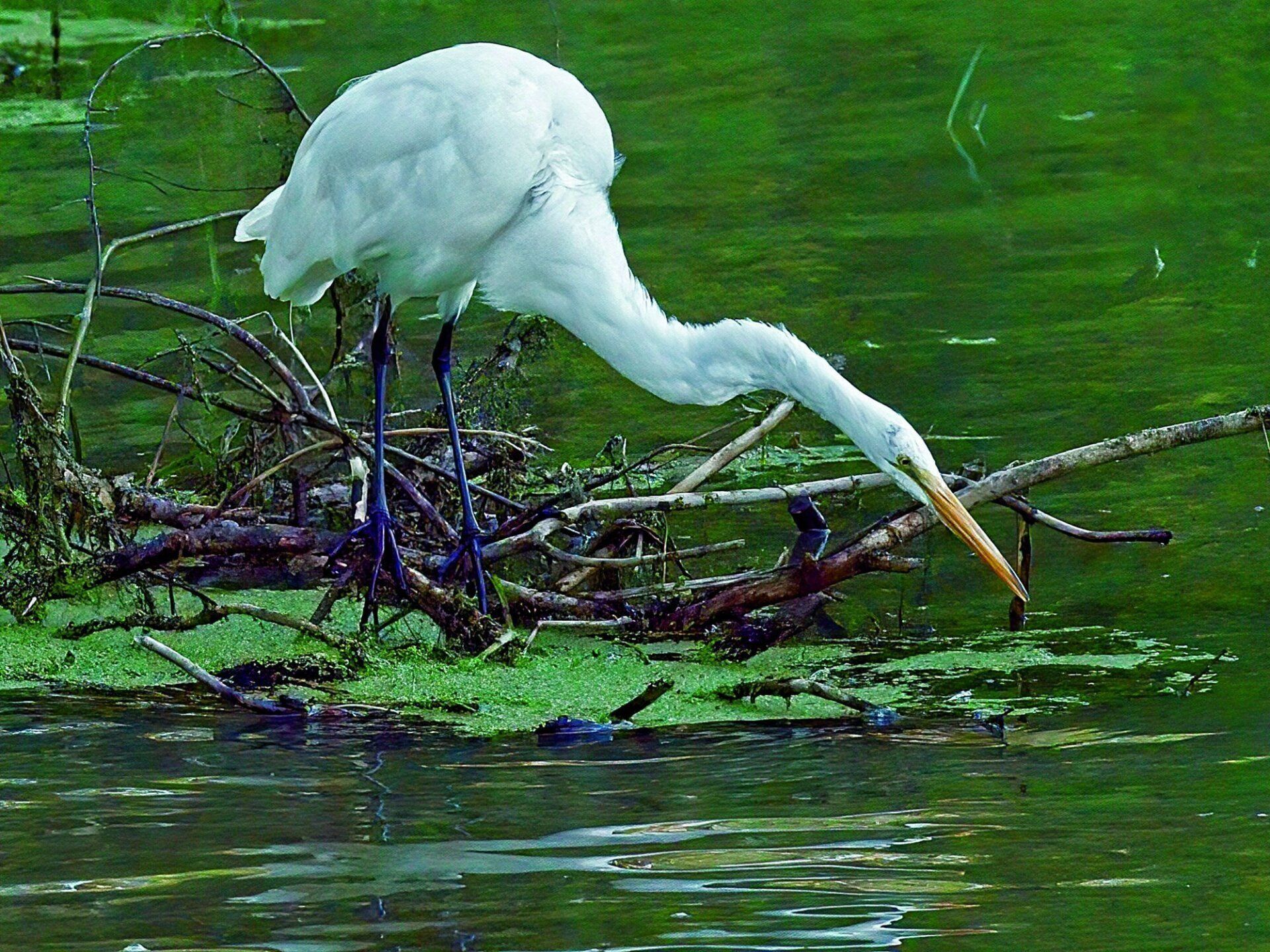 Un oiseau blanc avec un long bec se tient debout sur une branche dans l'eau