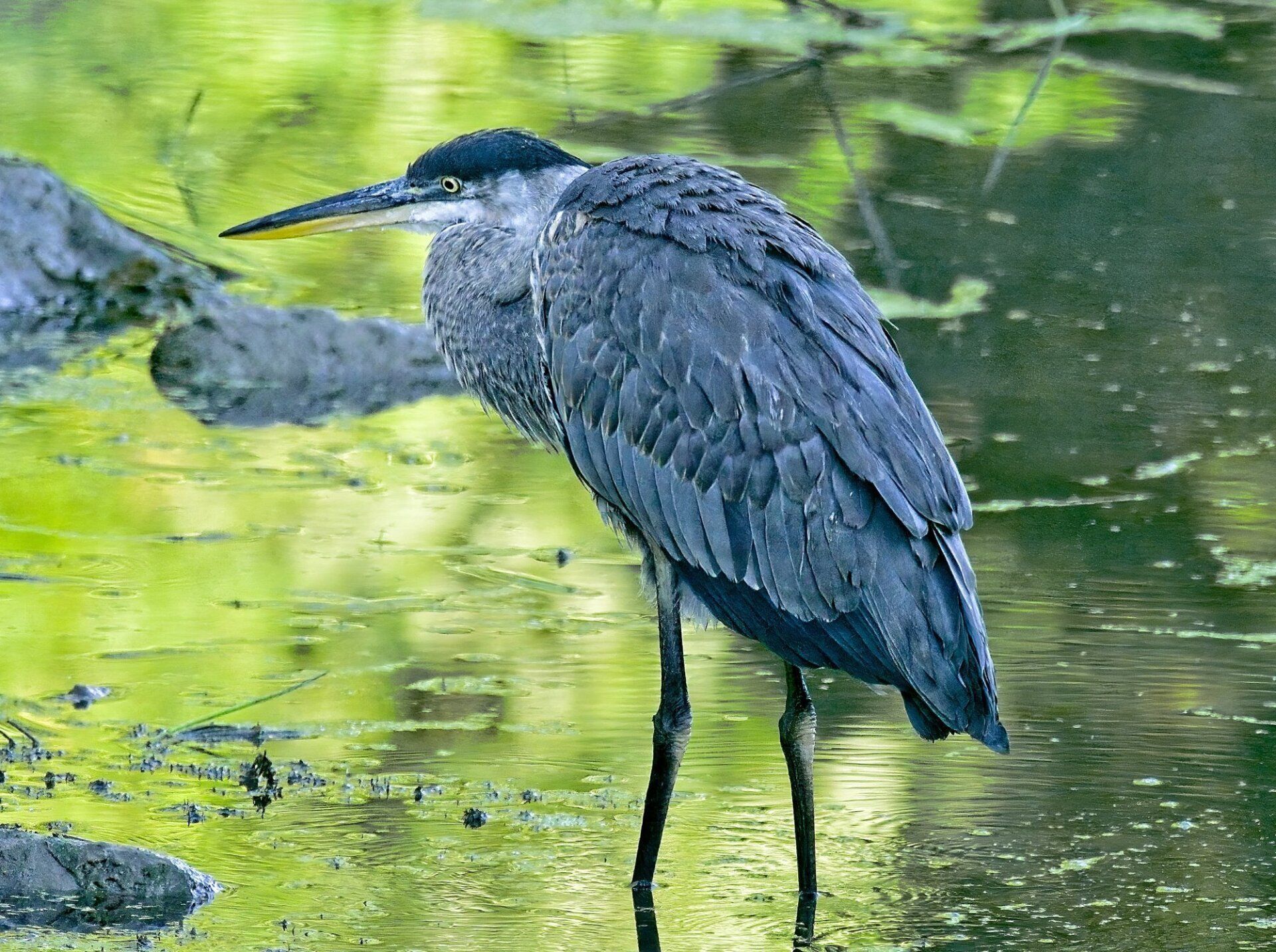Un oiseau aux longues pattes se tient dans l'eau.