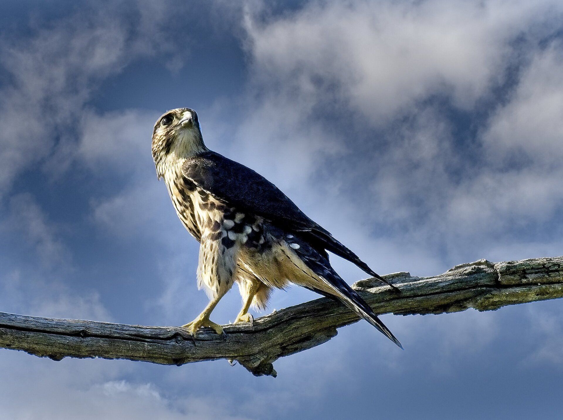 Un oiseau perché sur une branche d'arbre avec un ciel nuageux en arrière-plan