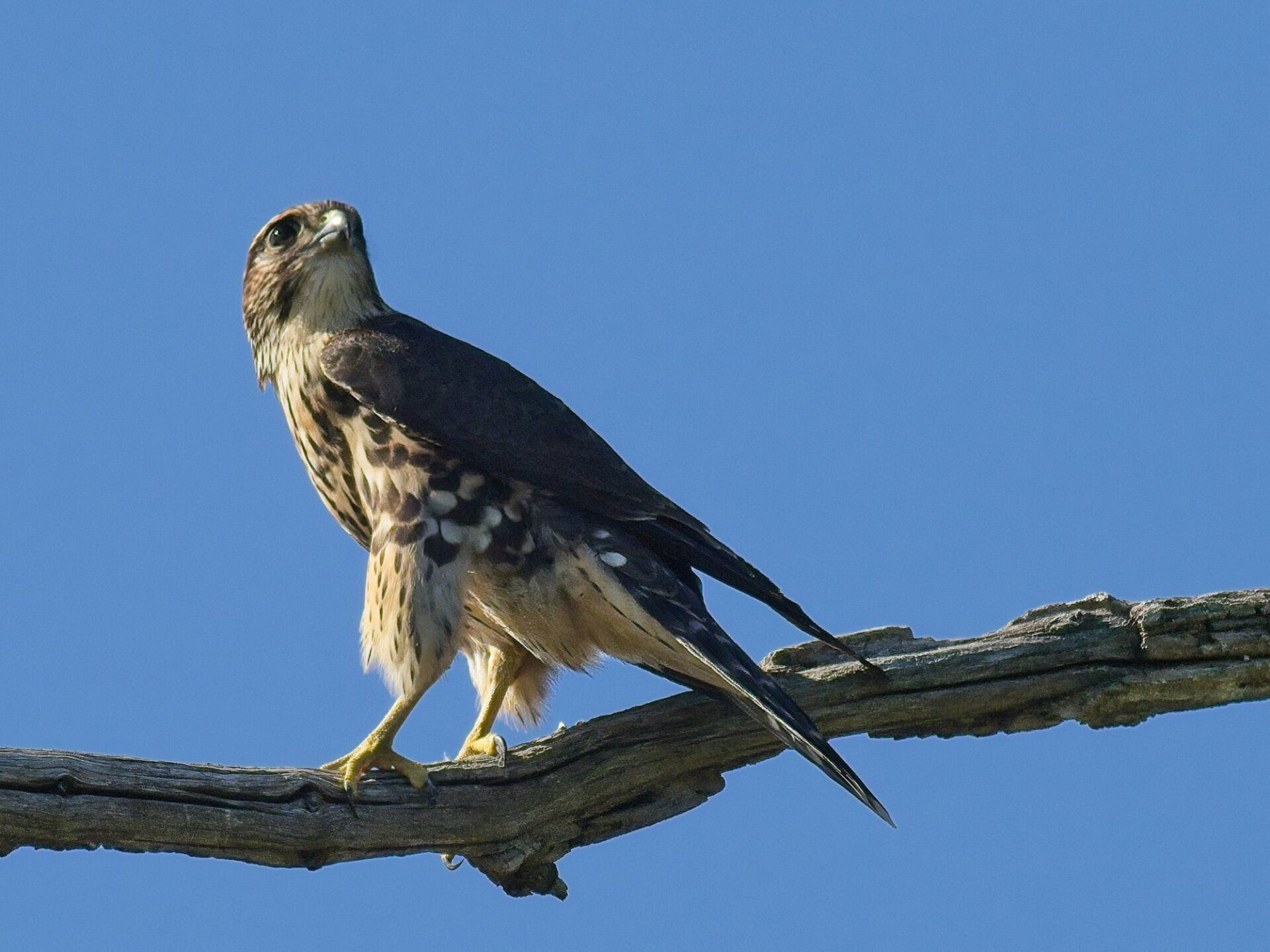 Un oiseau perché sur une branche d'arbre avec un ciel bleu en arrière-plan