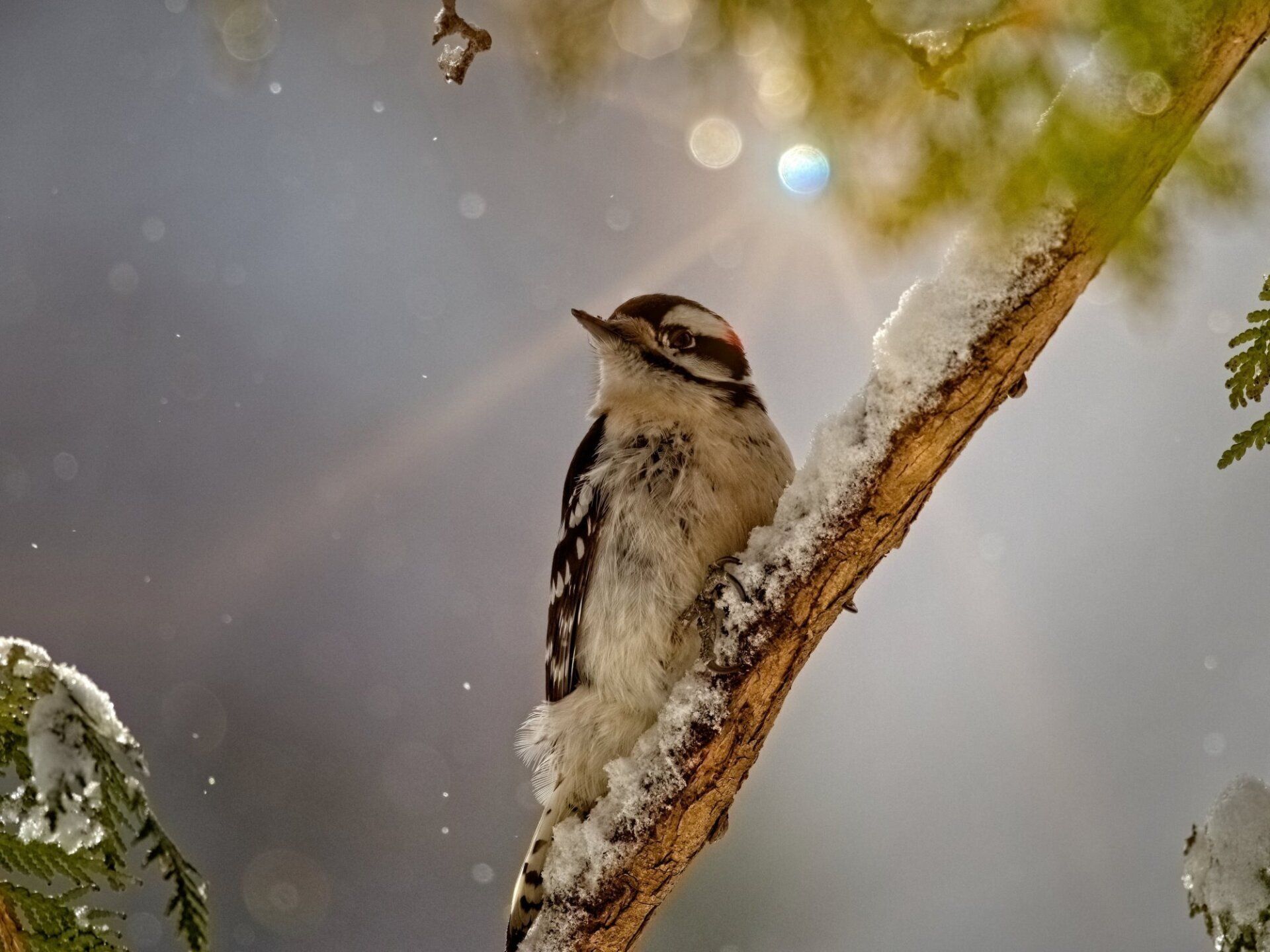 Un petit oiseau perché sur une branche d'arbre couverte de neige.