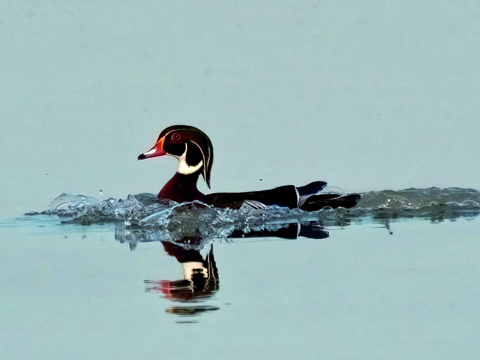 Un canard au bec rouge nage dans l'eau