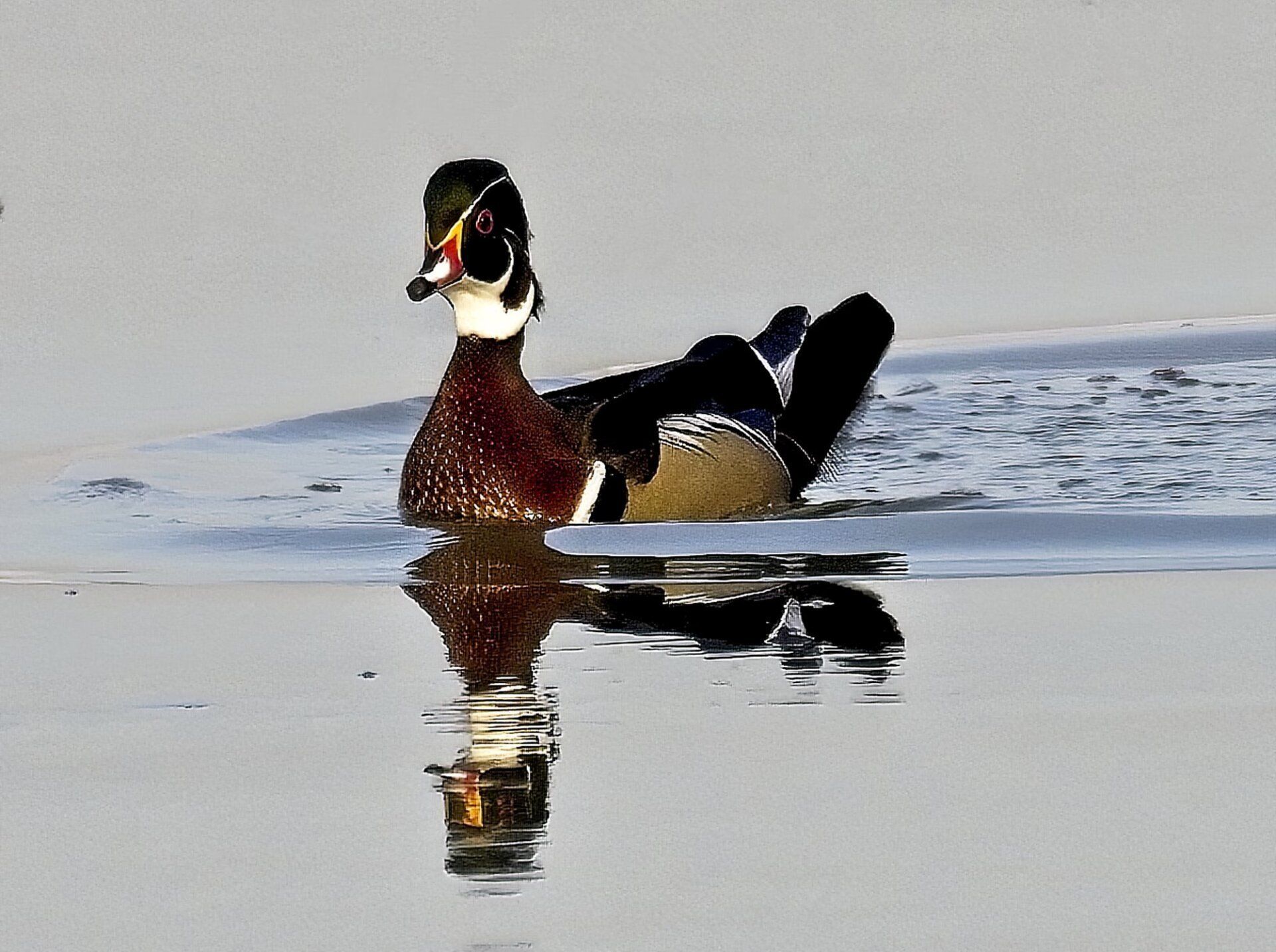 Un canard nage dans un plan d'eau