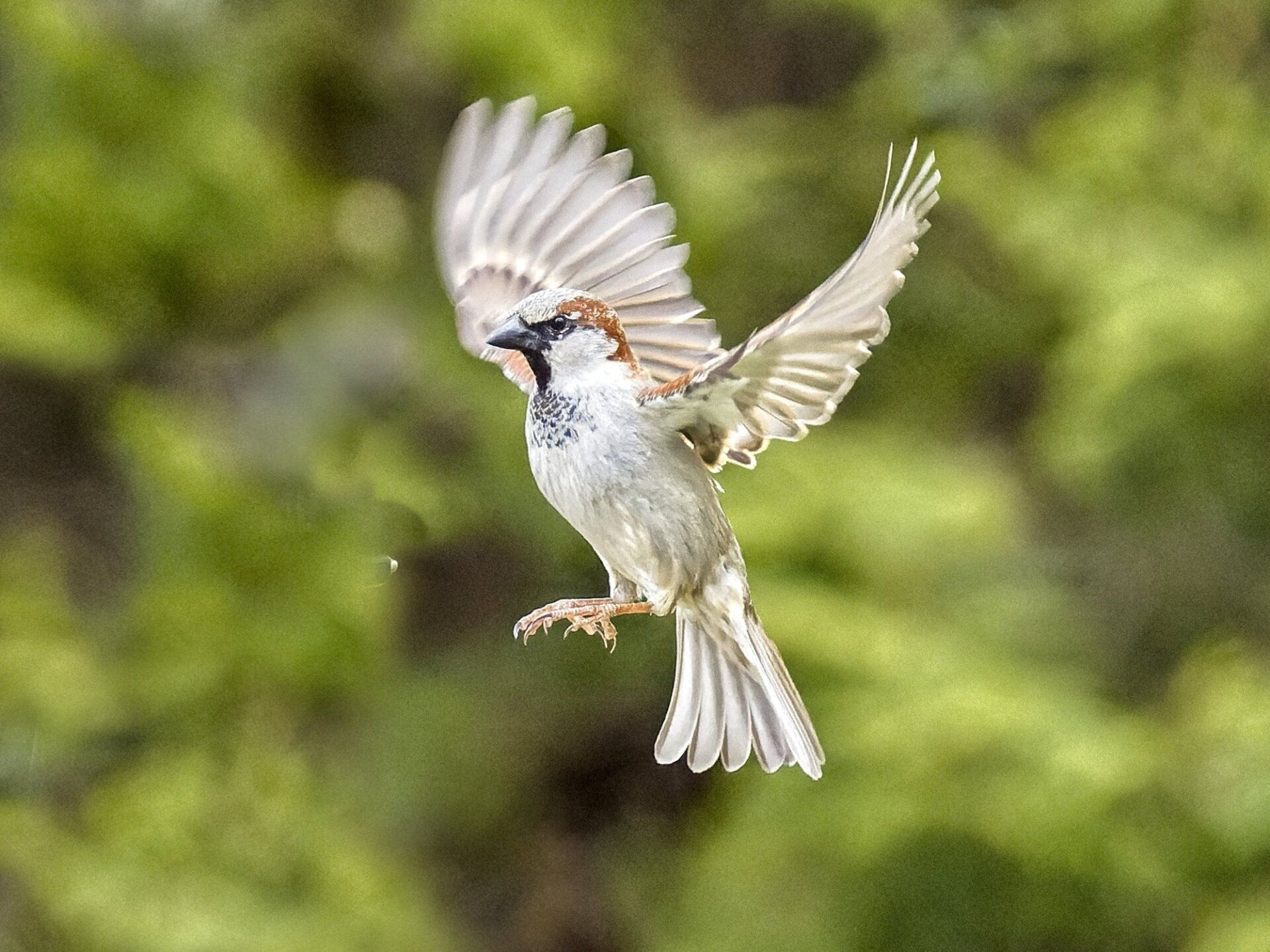 Un petit oiseau vole dans les airs avec ses ailes déployées.