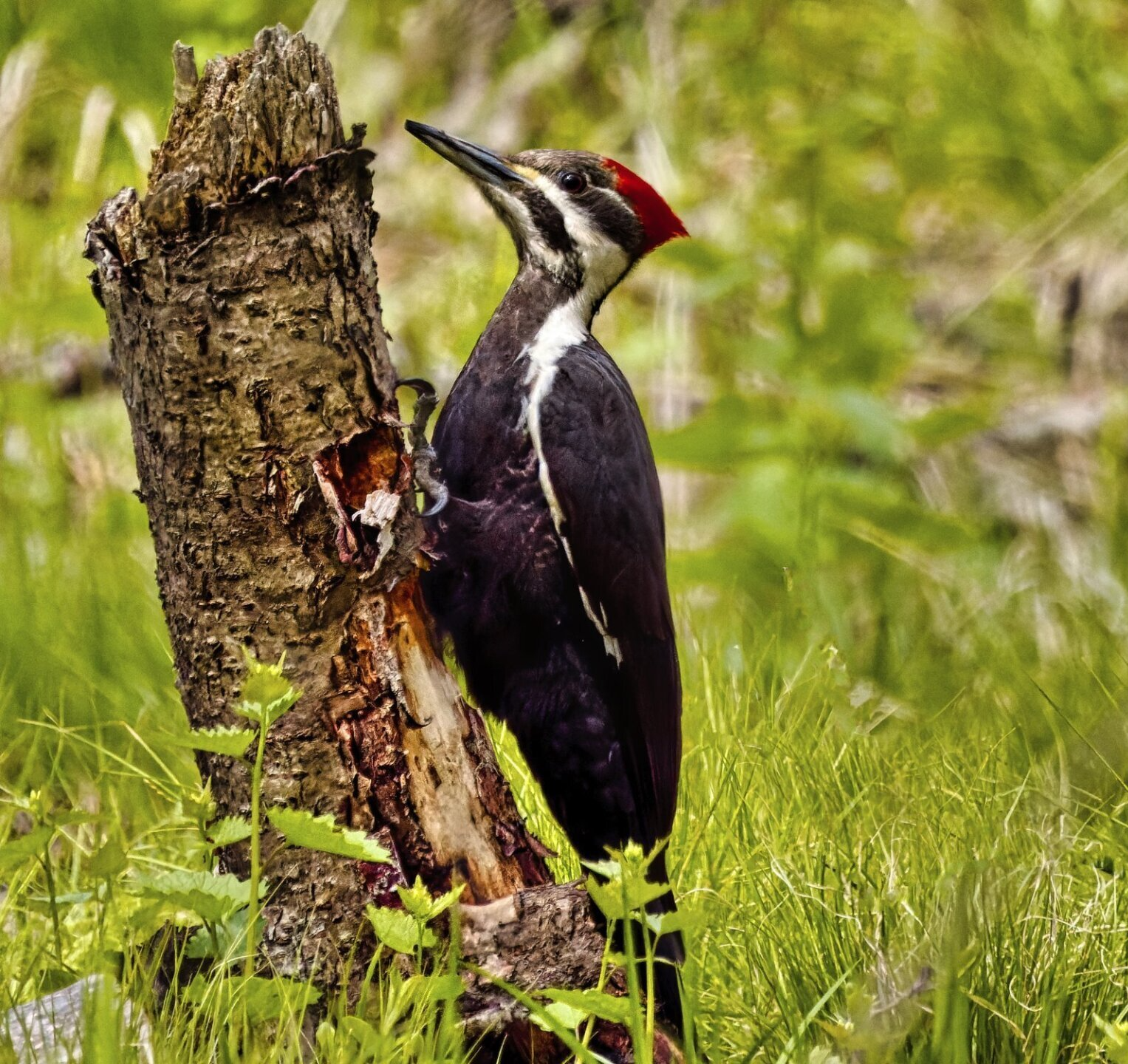 Un pic est perché sur une souche d'arbre dans l'herbe