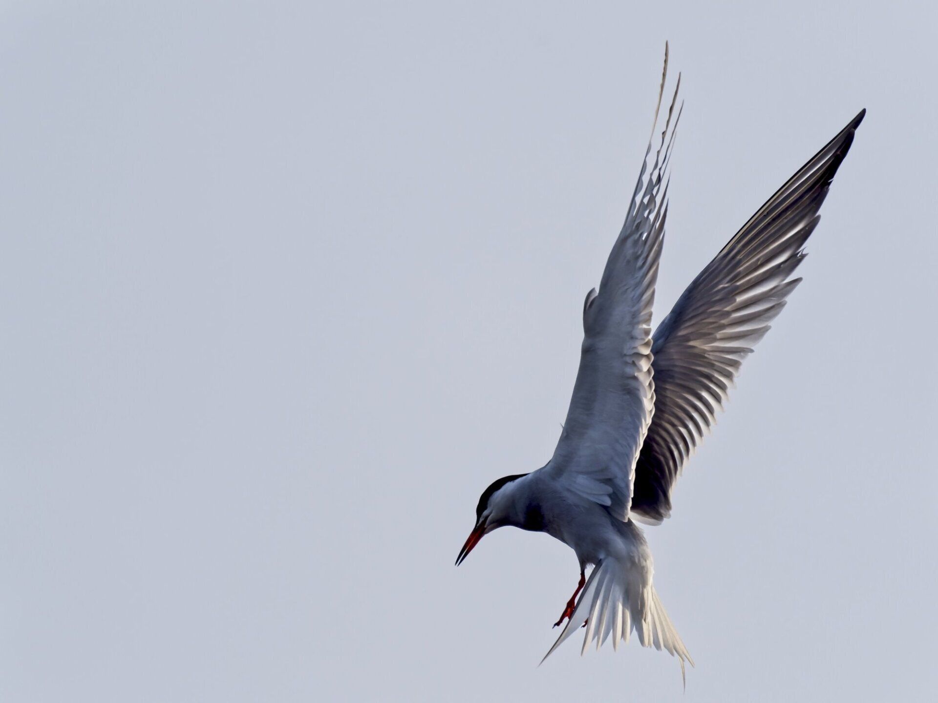 Un oiseau vole dans le ciel avec ses ailes déployées