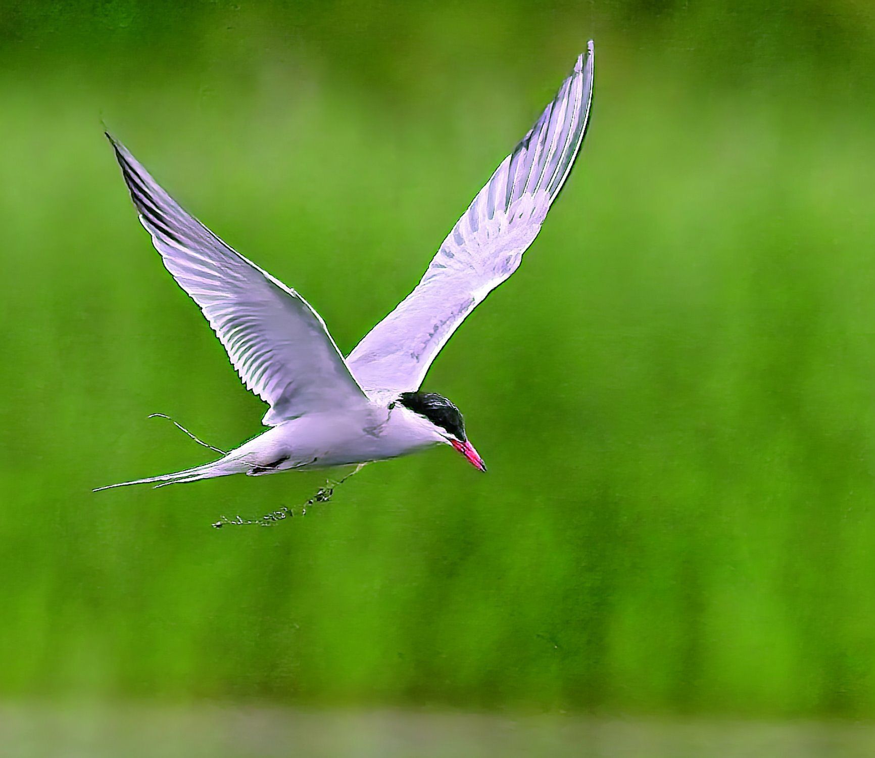 Un oiseau blanc au bec rouge vole dans les airs.