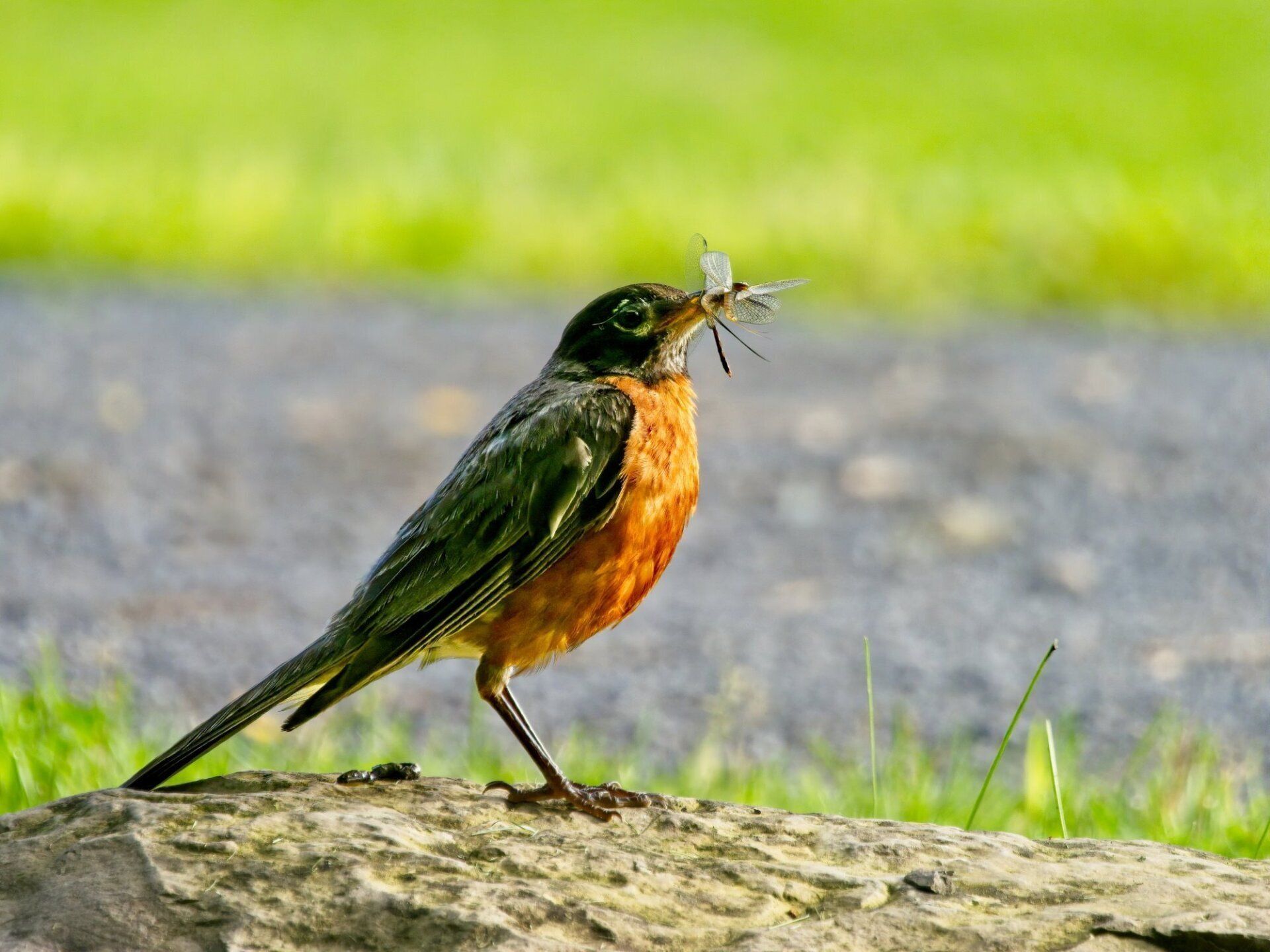 Un oiseau est perché sur un rocher avec un insecte dans le bec.