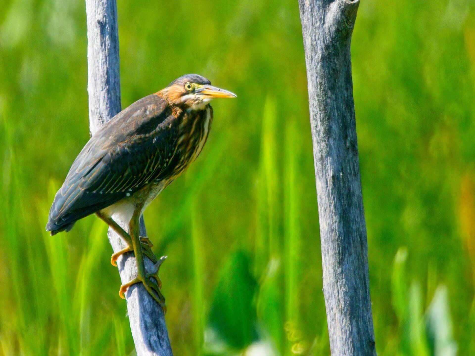 Un oiseau perché sur un bâton dans l'herbe.