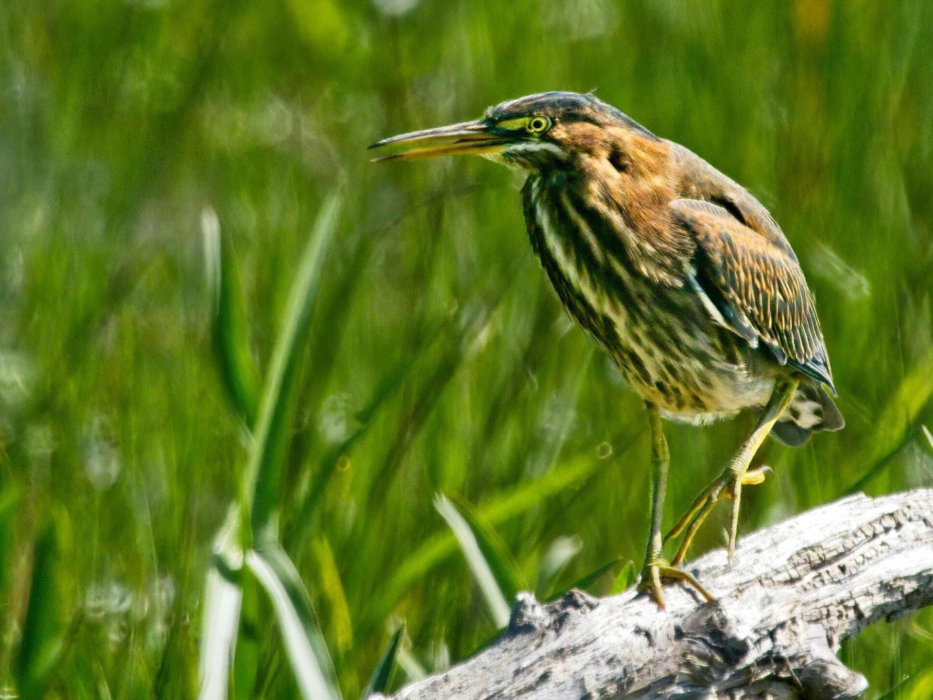 Un oiseau est perché sur une bûche dans l'herbe.