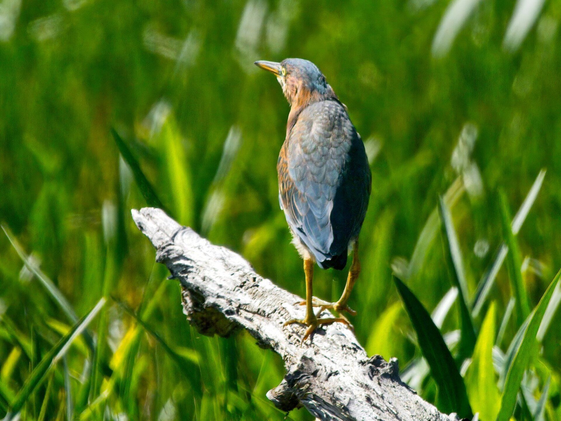 Un oiseau est perché sur une bûche dans l'herbe.