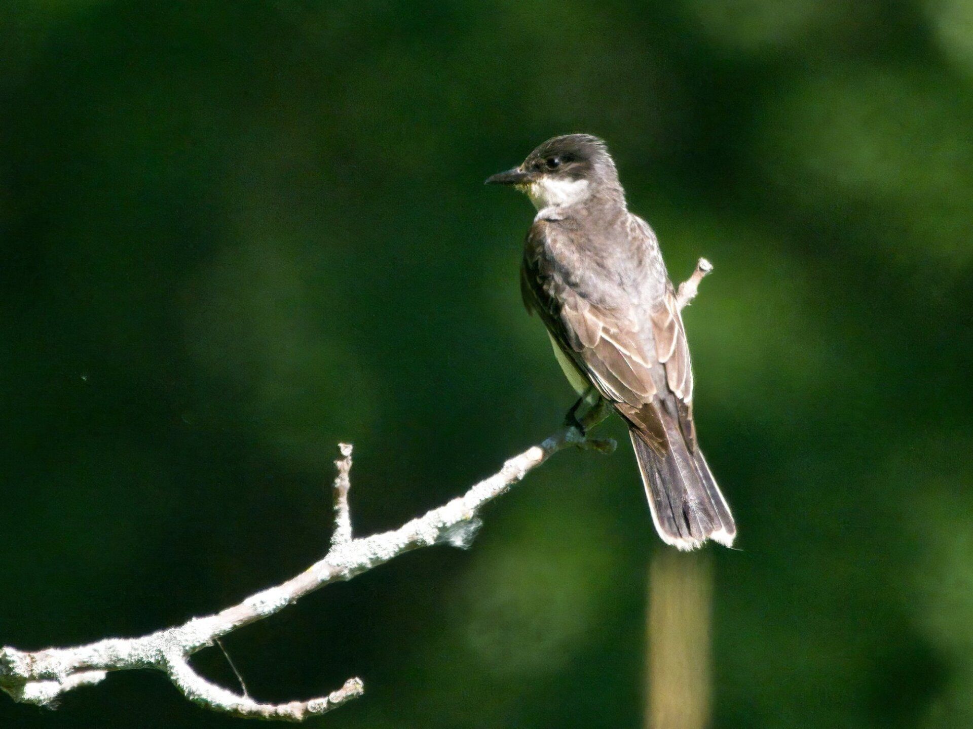 Un petit oiseau perché sur une branche avec un fond vert