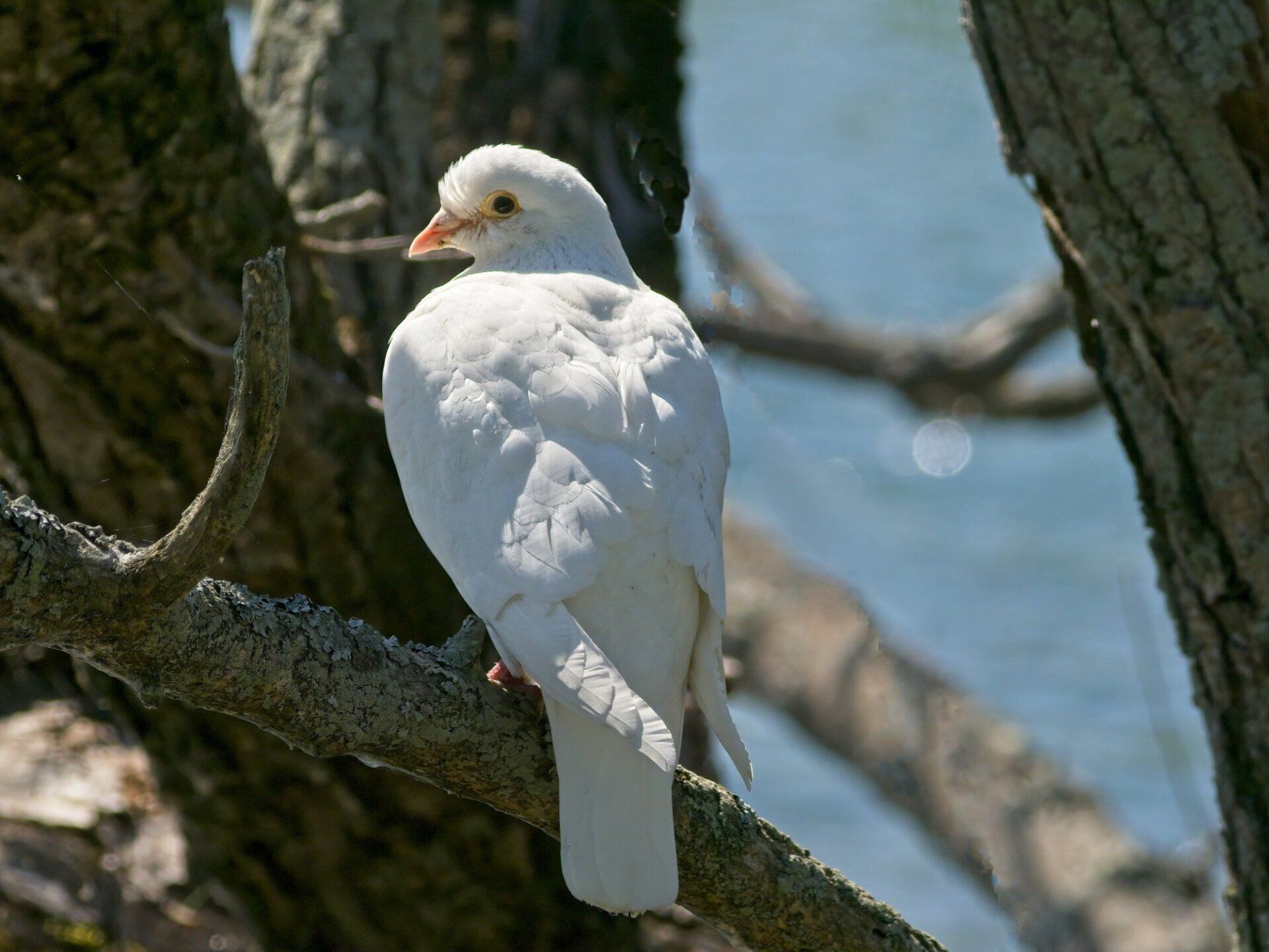 Un pigeon blanc perché sur une branche d'arbre près de l'eau