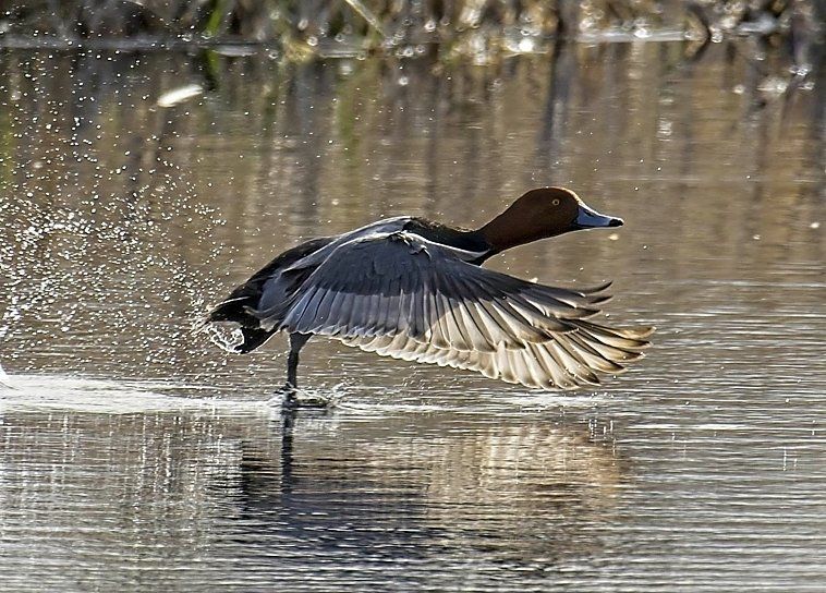 Un canard est debout dans l'eau avec ses ailes déployées.