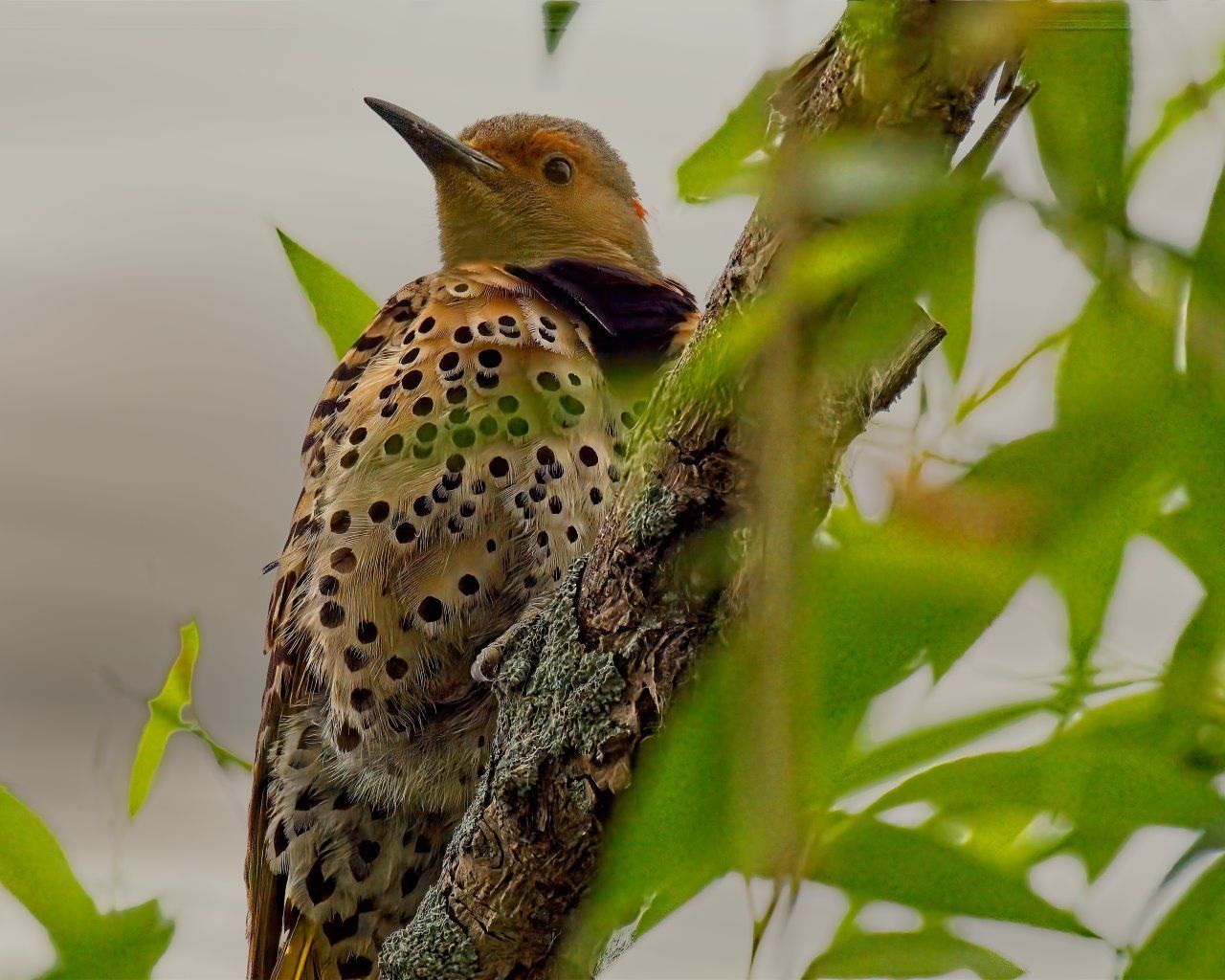 Un oiseau perché sur une branche d'arbre entouré de feuilles vertes