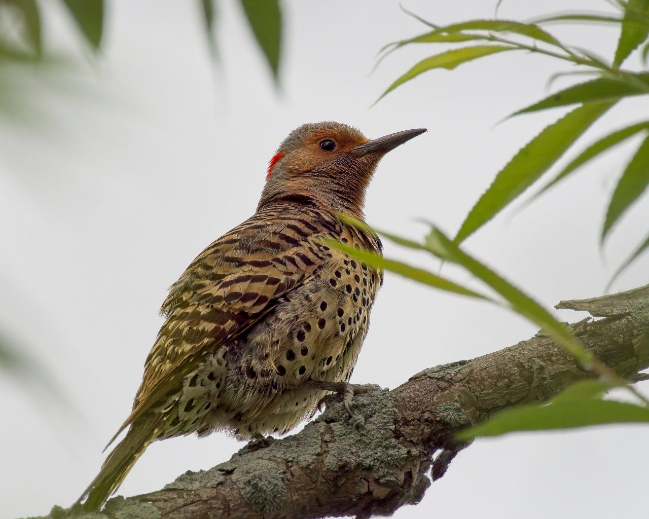 Un petit oiseau perché sur une branche d'arbre