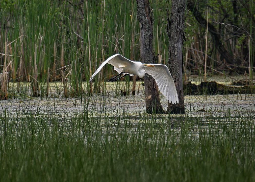 Un oiseau blanc survole un plan d'eau.