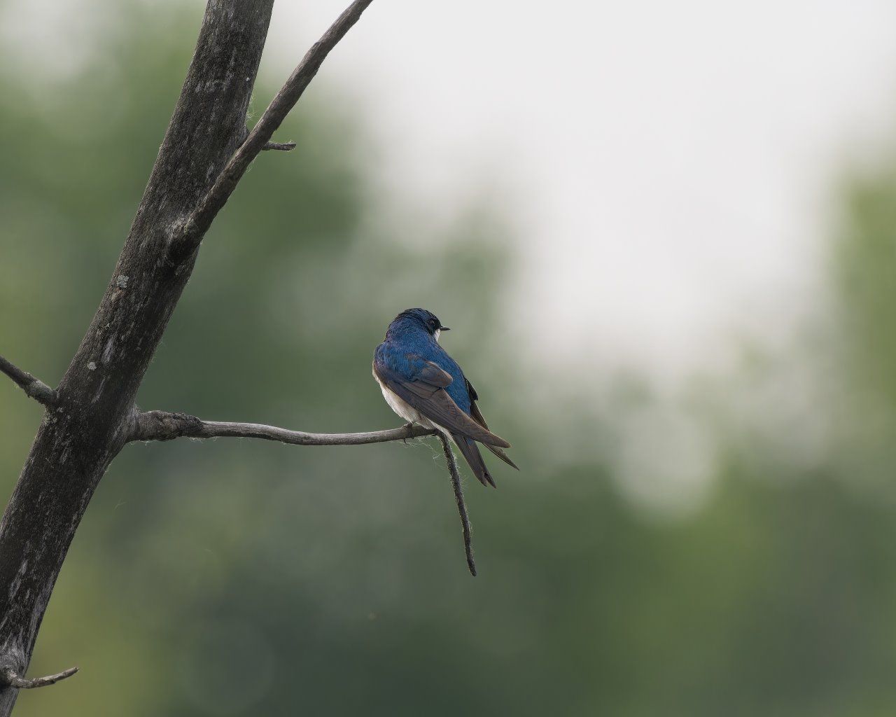 Un petit oiseau bleu perché sur une branche d'arbre.