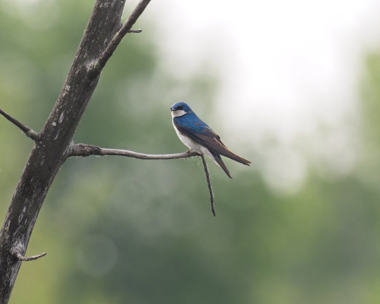 Un oiseau bleu et blanc perché sur une branche d'arbre.