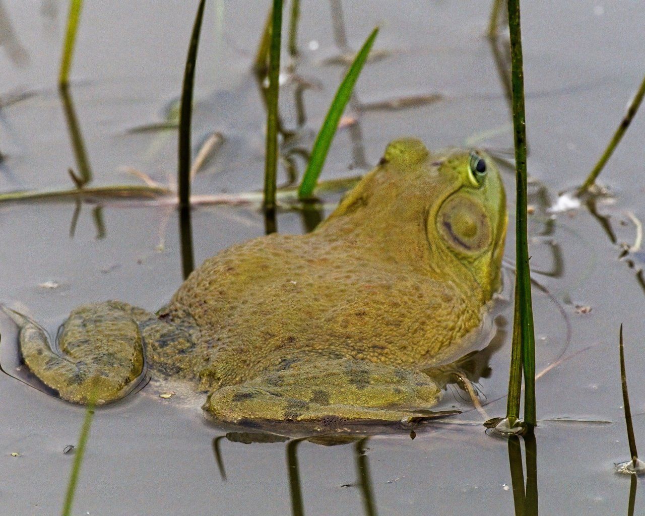 Une grenouille est assise dans l'eau près de hautes herbes