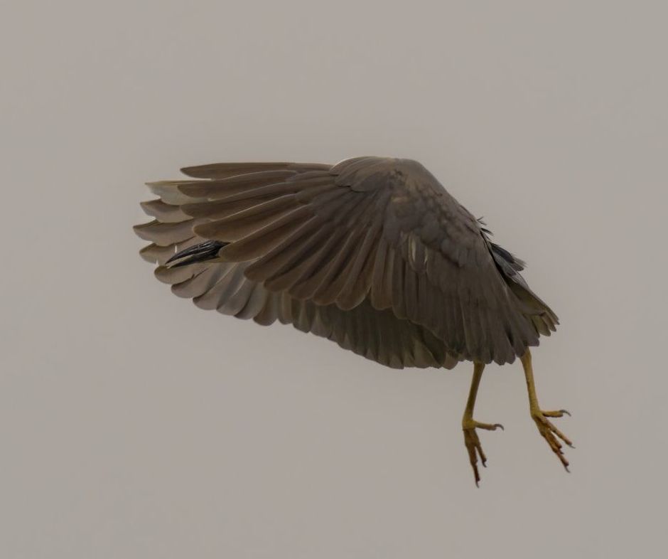 Un oiseau avec ses ailes déployées sur un fond blanc