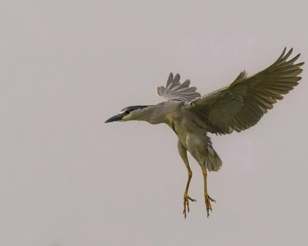 Un oiseau vole dans le ciel avec ses ailes déployées
