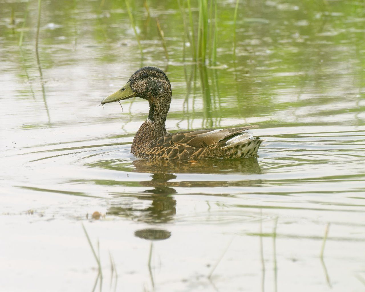 Un canard nage dans un étang avec des herbes hautes en arrière-plan.