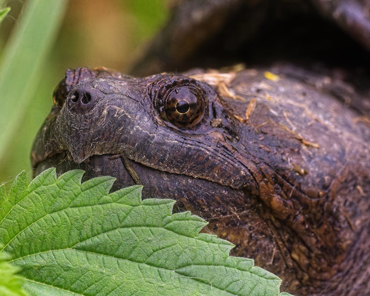 Un gros plan d'une tortue mangeant une feuille verte.