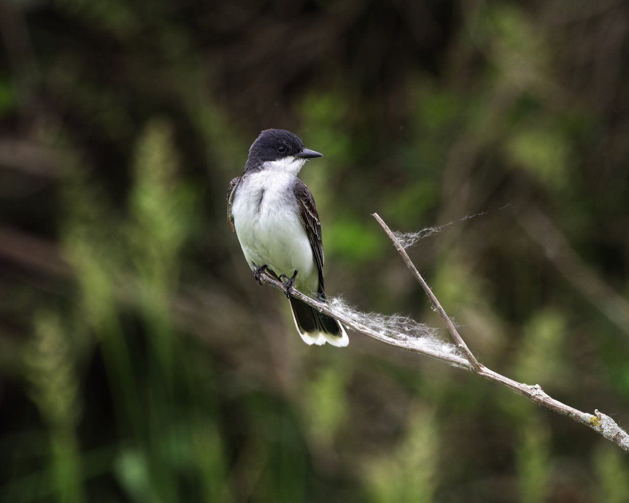 Un petit oiseau perché sur une branche avec une toile d'araignée.