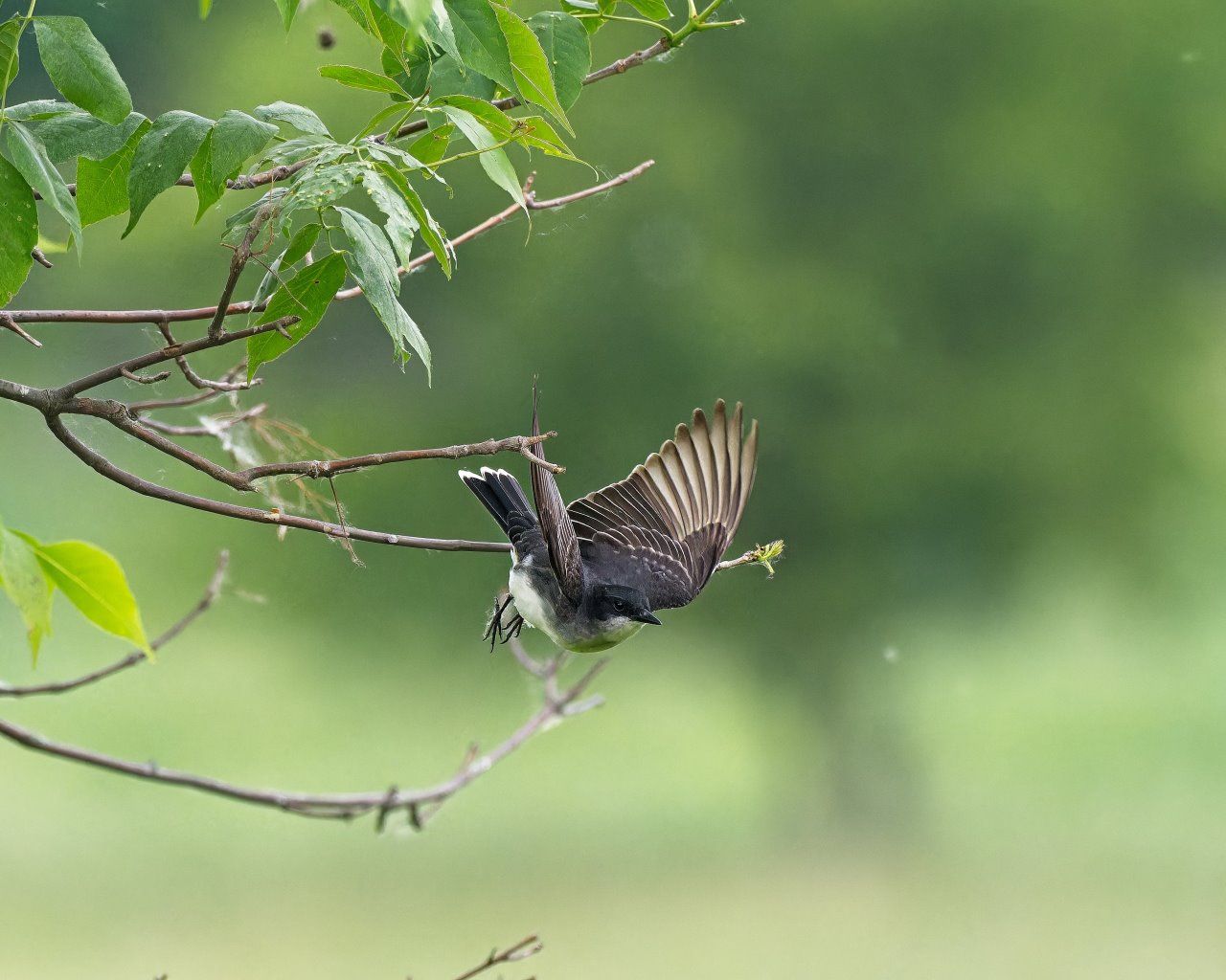 Un oiseau est perché sur une branche d'arbre avec les ailes déployées.
