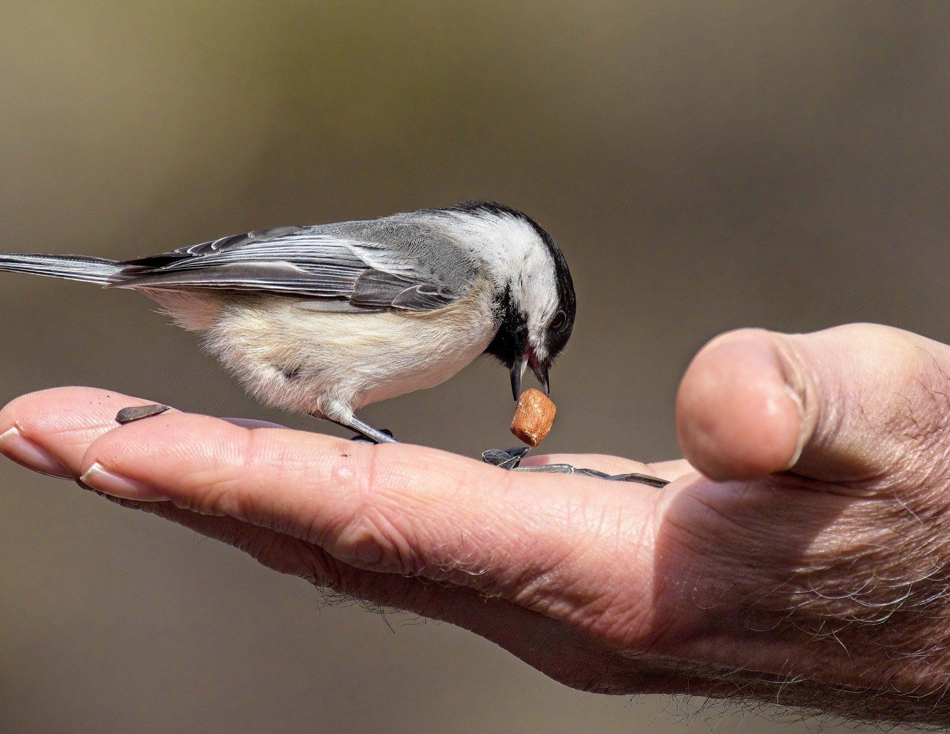 Un petit oiseau mange une noix dans la main d'une personne