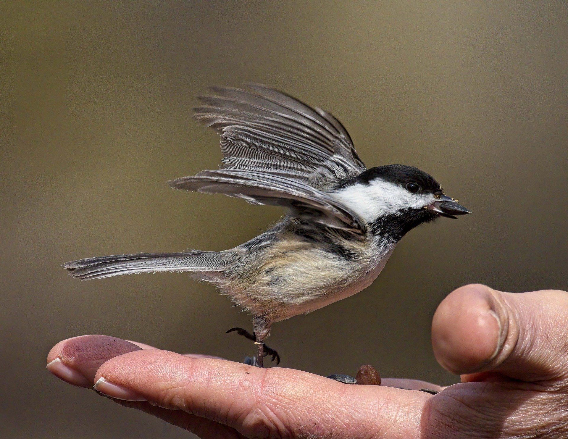 Un petit oiseau est perché sur le doigt d'une personne.