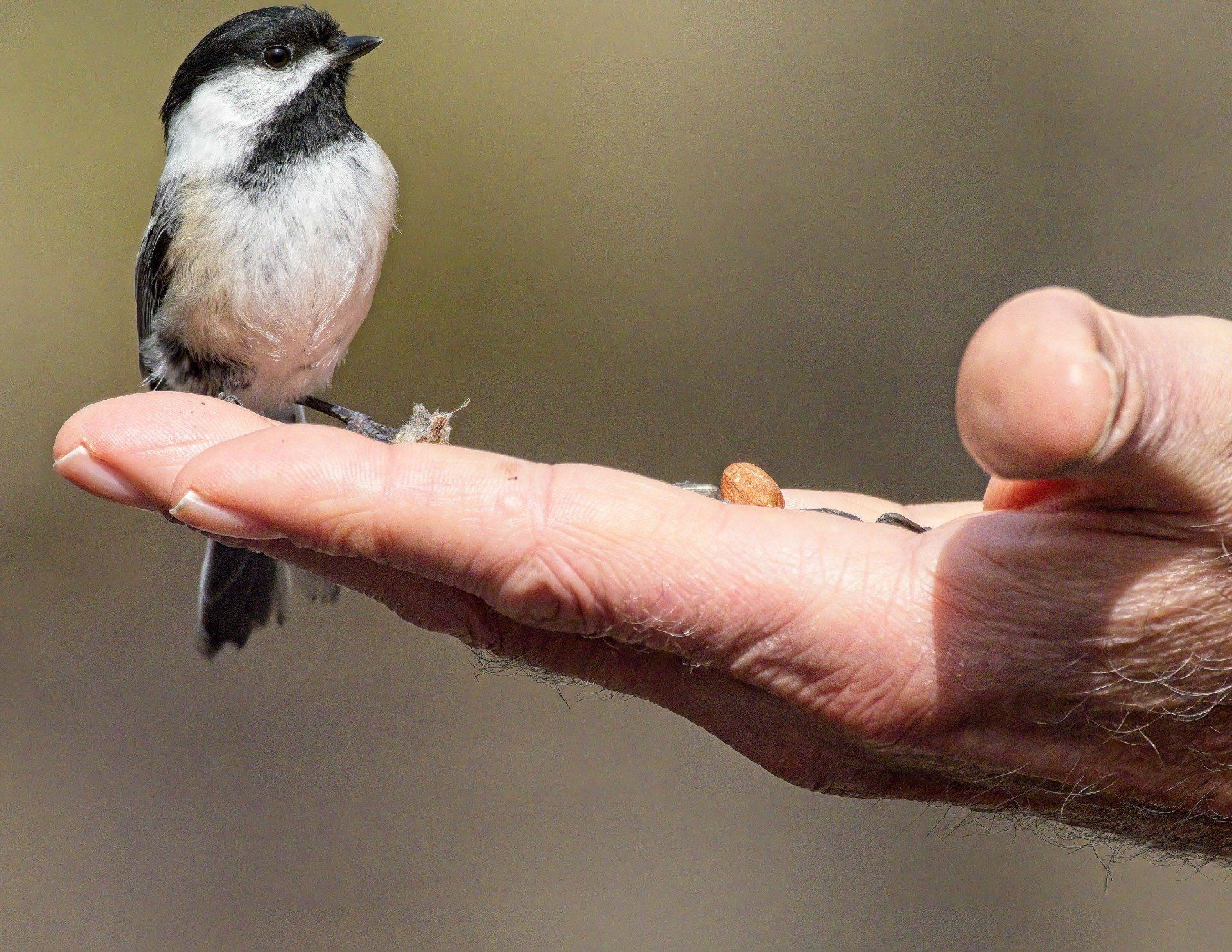 Un petit oiseau perché sur le doigt d'une personne