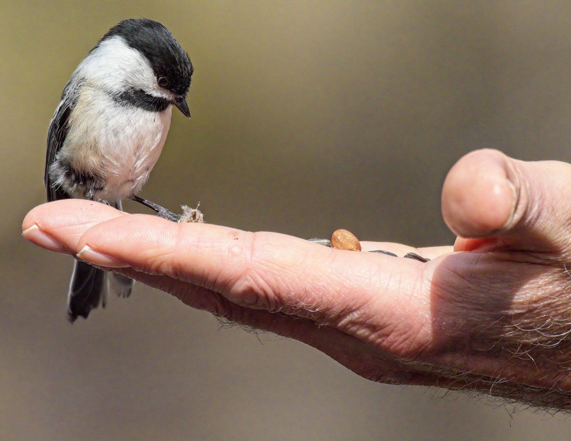 Un petit oiseau est perché sur le doigt d'une personne