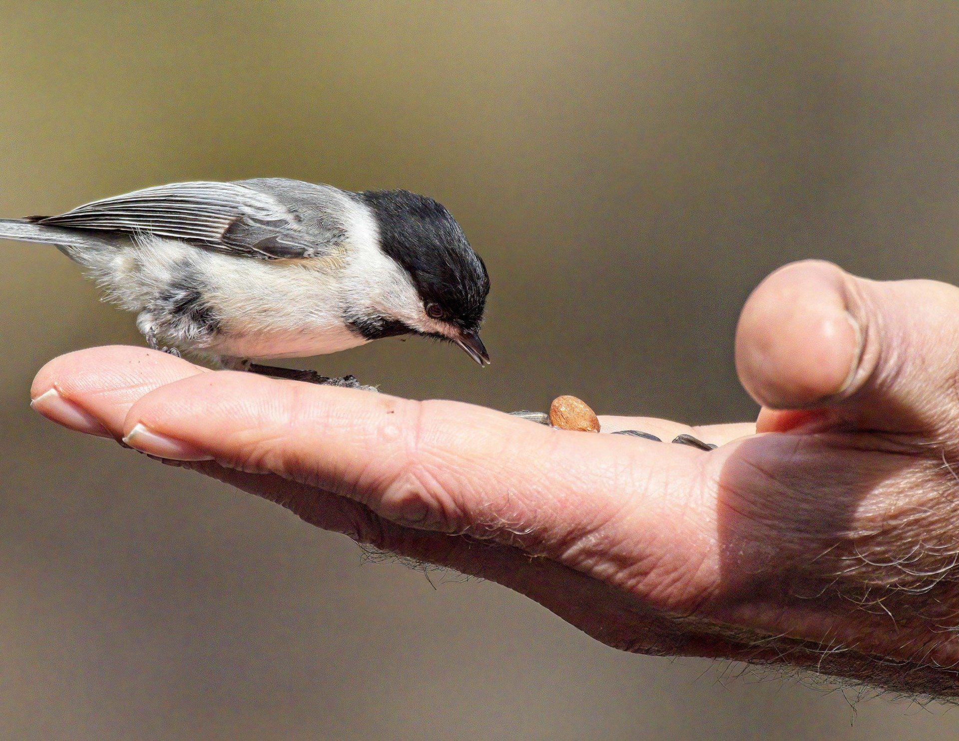 Un petit oiseau est perché sur le doigt d'une personne