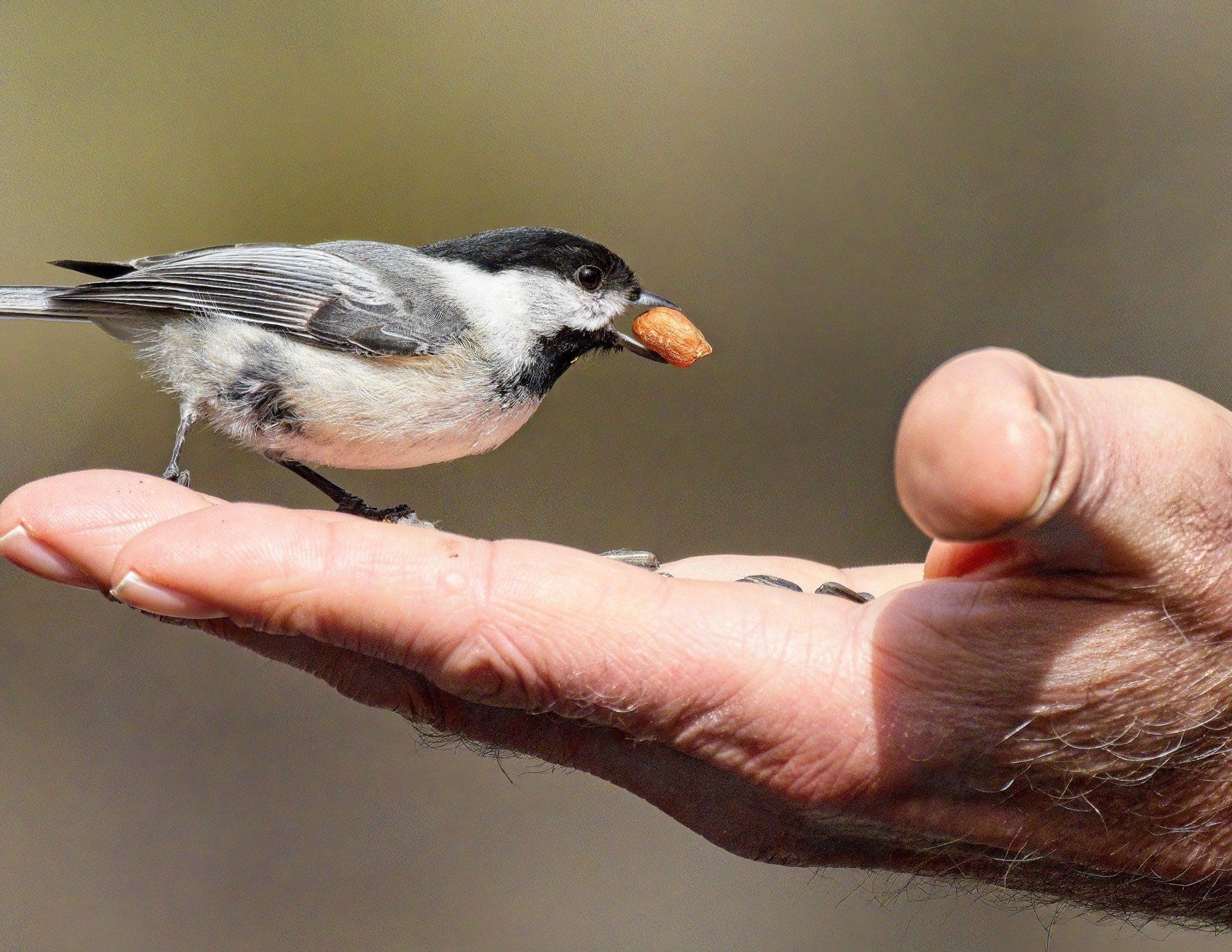 Un petit oiseau est perché sur le doigt d'une personne avec une noix dans son bec