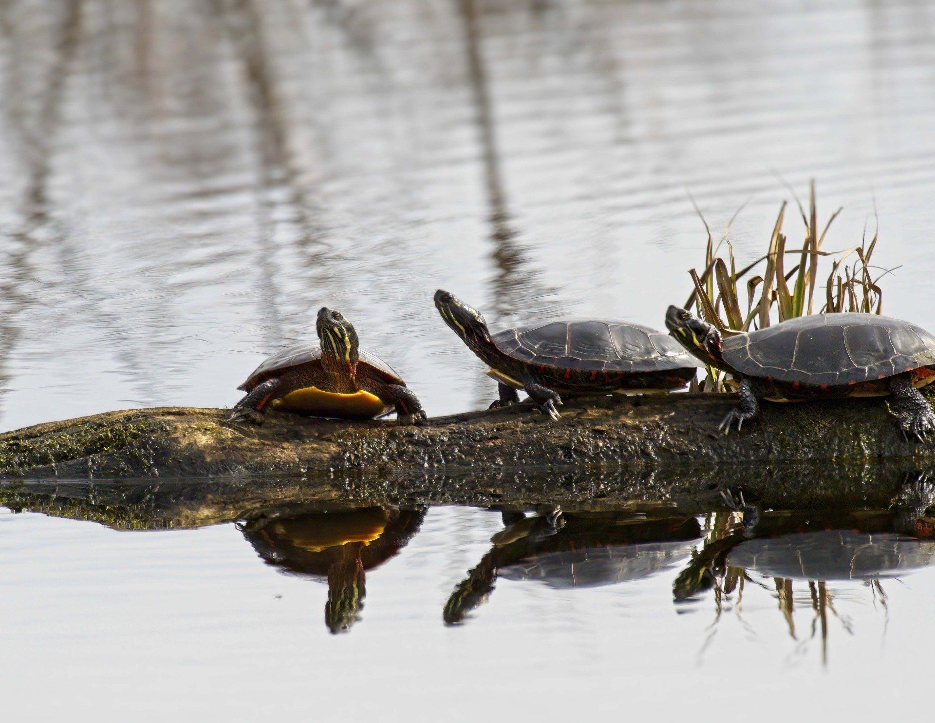Trois tortues sont assises sur une bûche dans l'eau.