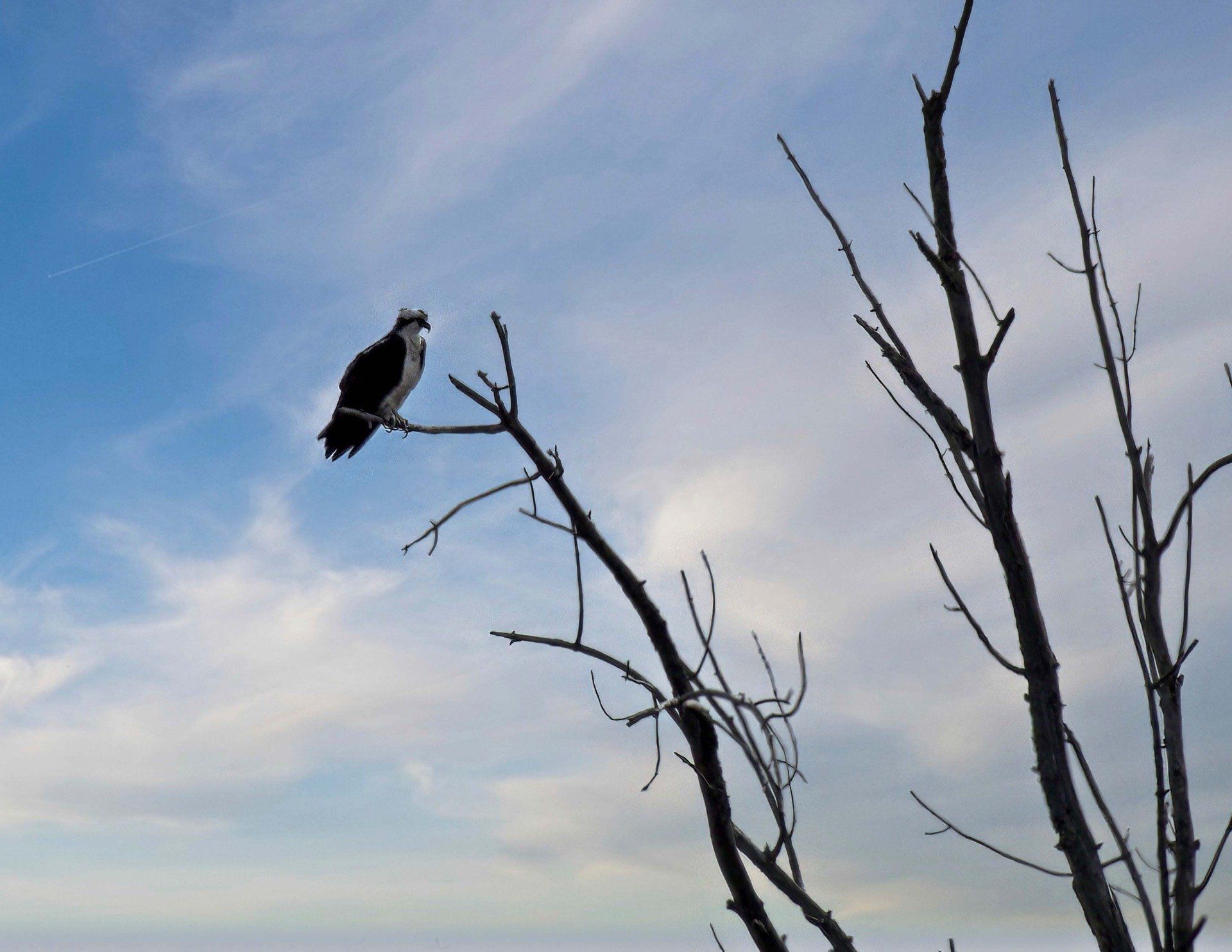 Un oiseau perché sur une branche d'arbre avec un ciel bleu en arrière-plan