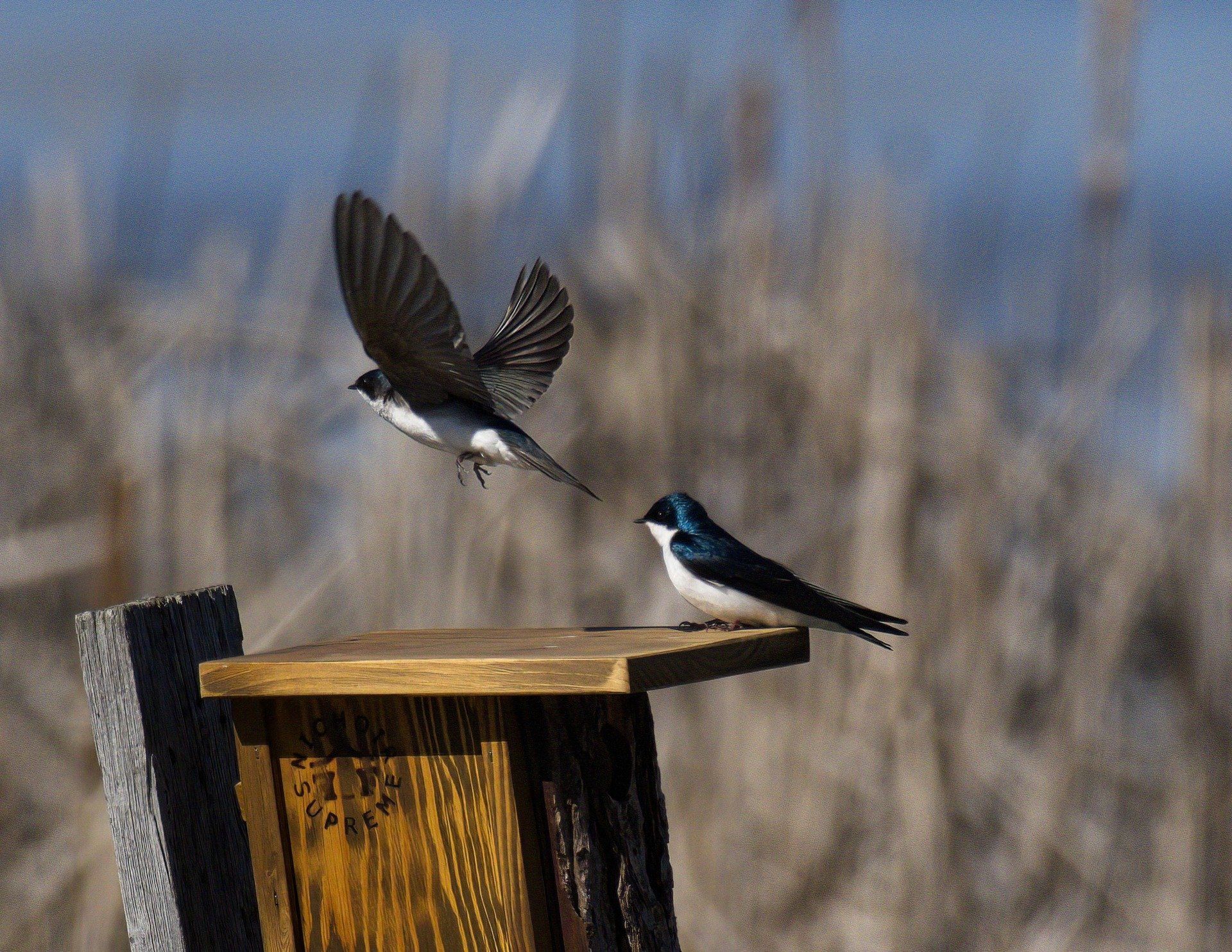 Deux oiseaux sont perchés sur un nichoir et un s'envole