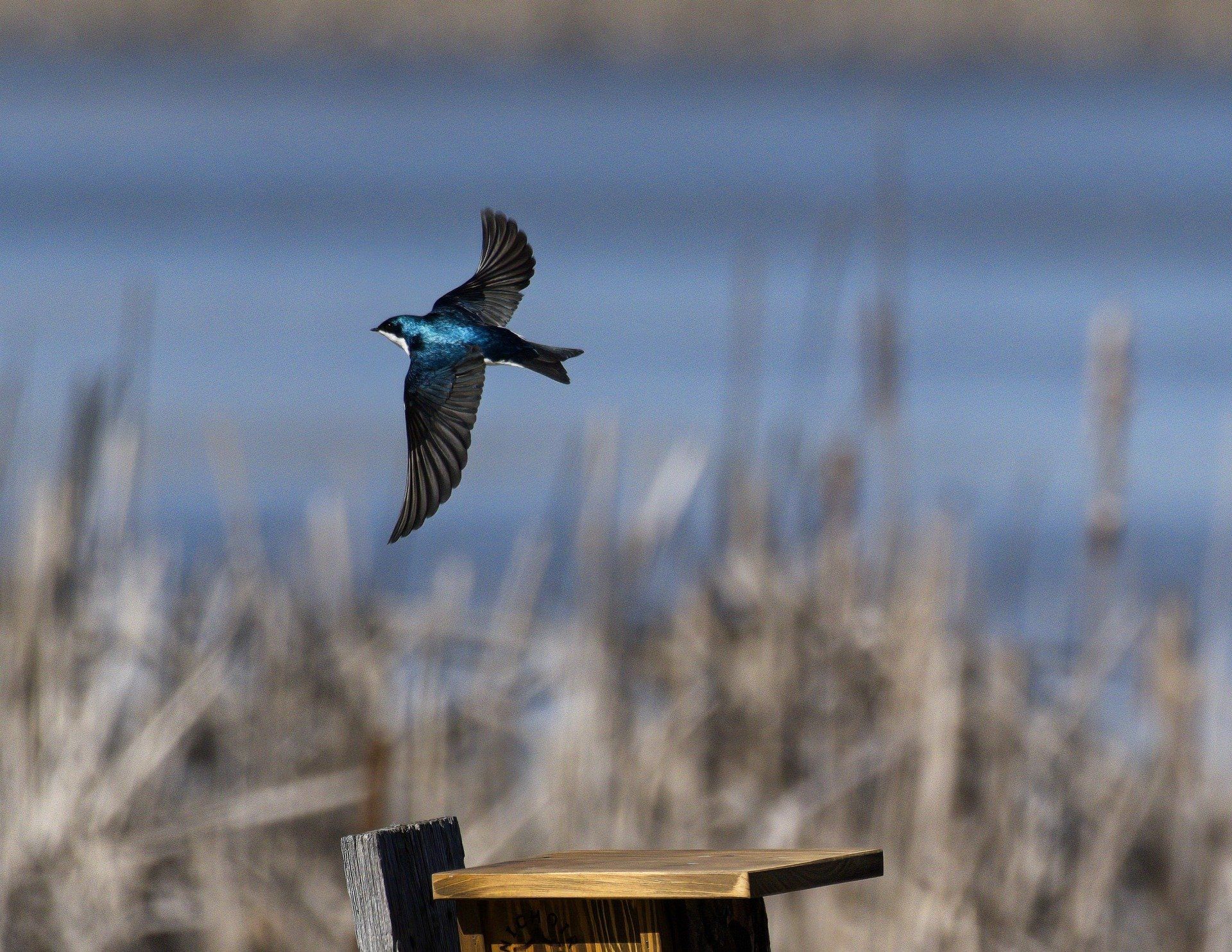 Un oiseau bleu survole une mangeoire à oiseaux.