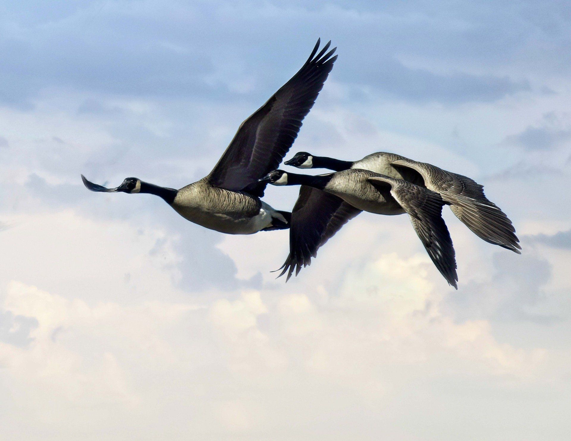 Deux oies volent dans un ciel nuageux