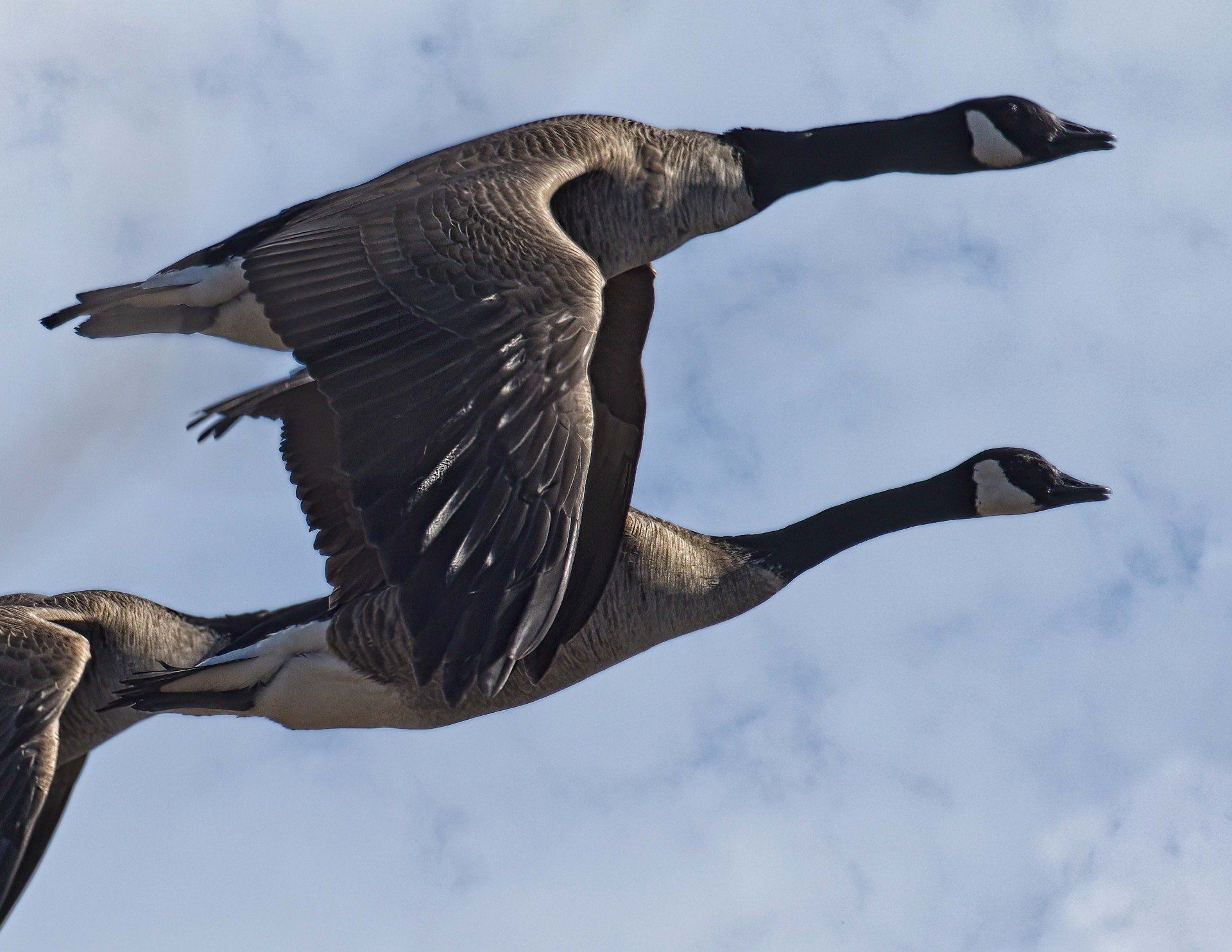 Deux oies volent dans le ciel avec leurs ailes déployées