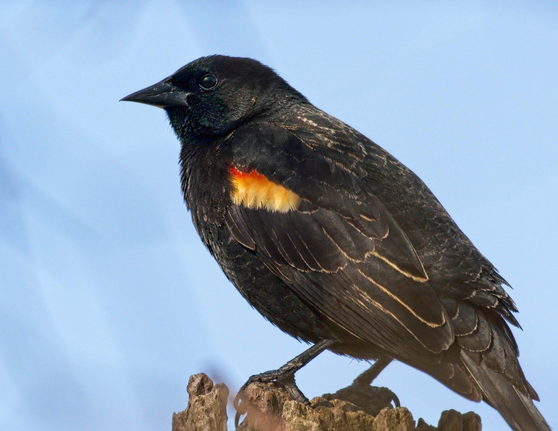 Un oiseau noir et orange perché sur une branche d'arbre