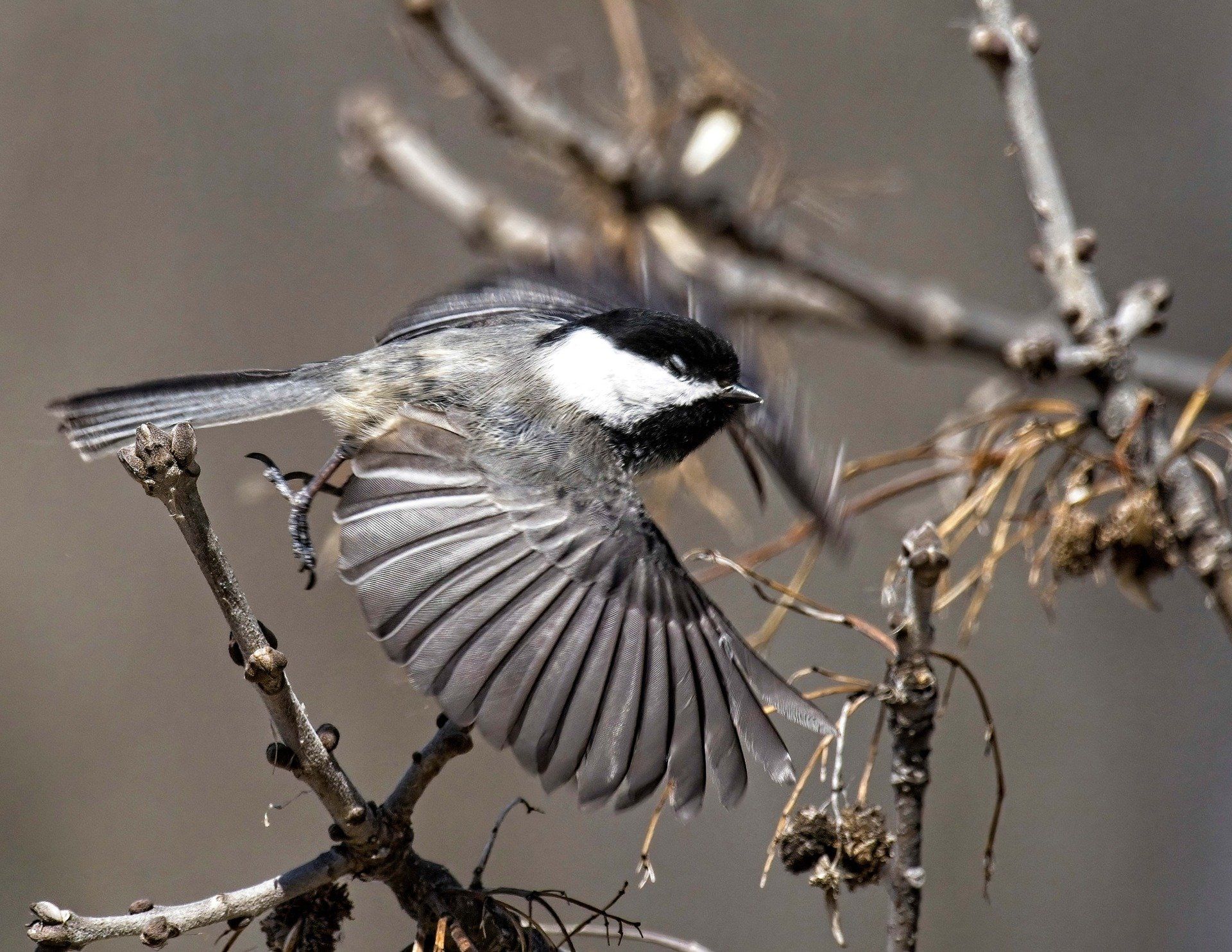 Un petit oiseau est perché sur une branche d'arbre avec ses ailes déployées