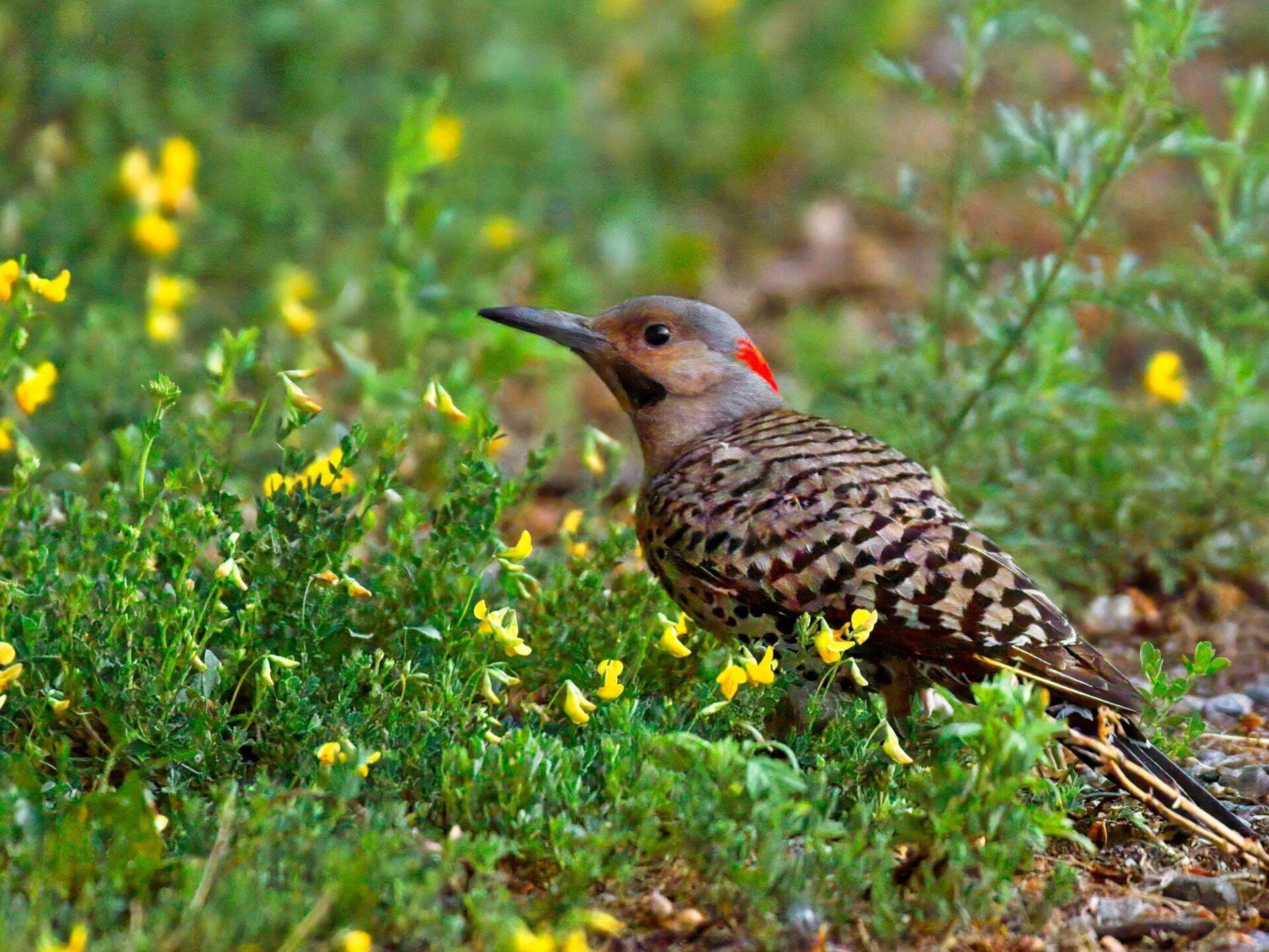 Un pic se tient dans l'herbe près de quelques fleurs jaunes.