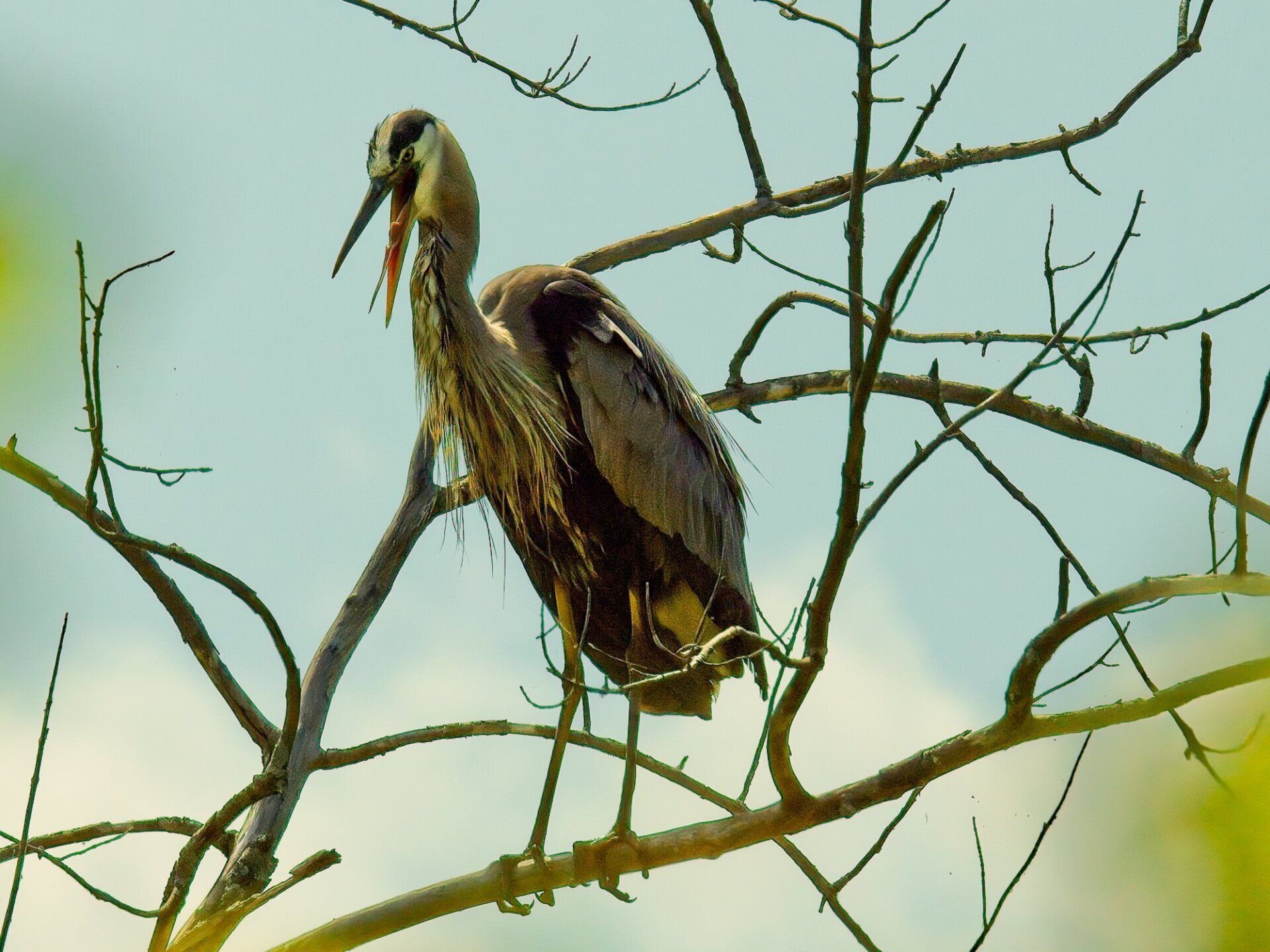 Un oiseau avec un long bec est perché sur une branche d'arbre