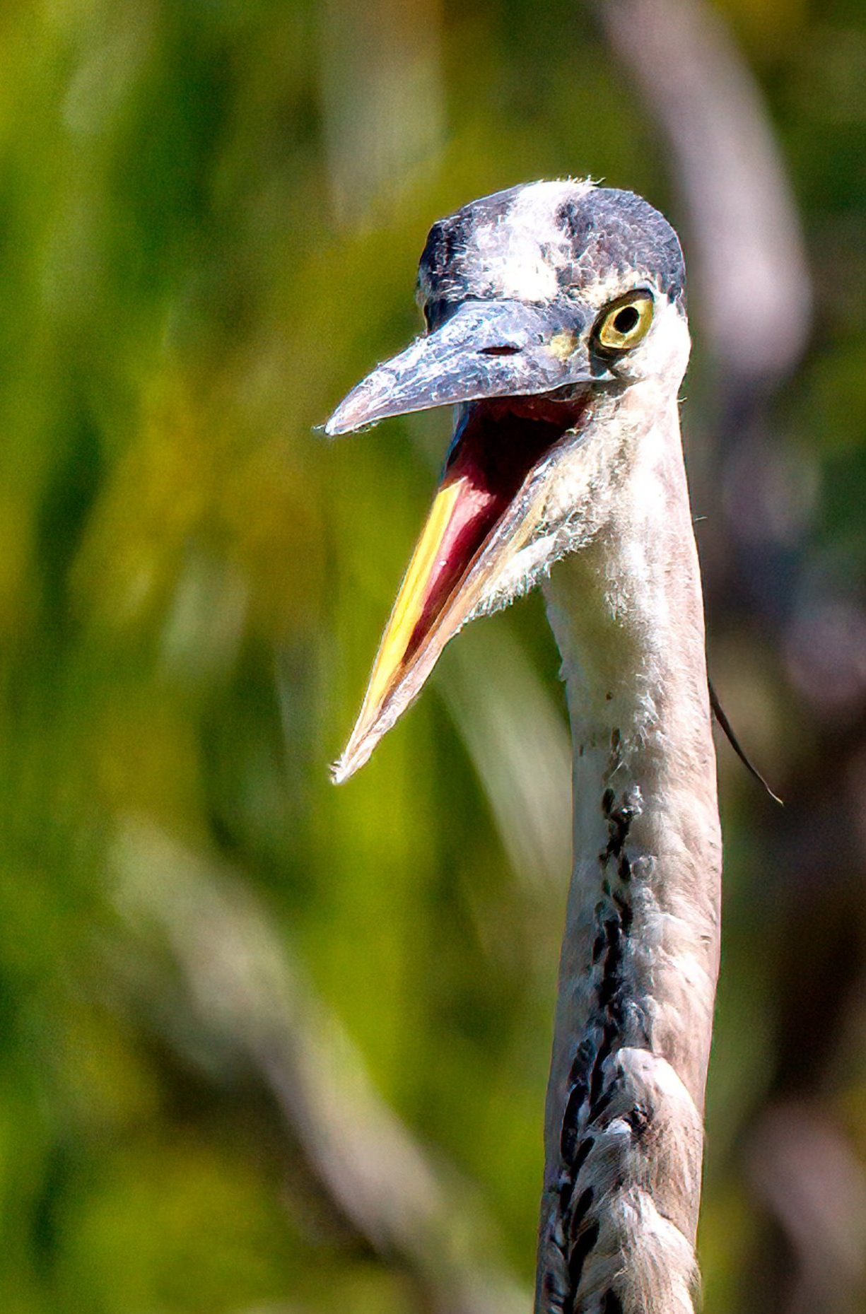 Un gros plan d'un oiseau avec la bouche ouverte.