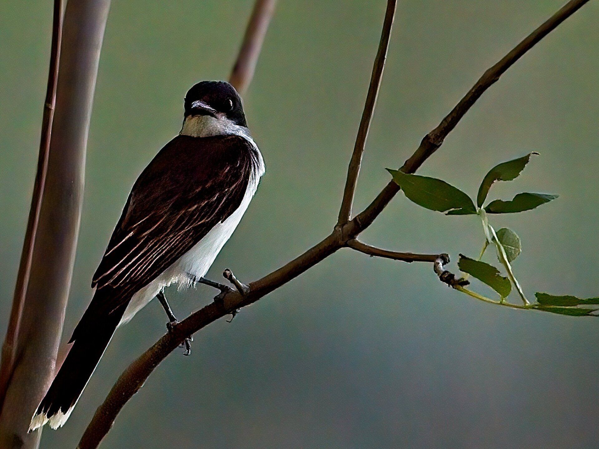 Un petit oiseau noir et blanc perché sur une branche d'arbre